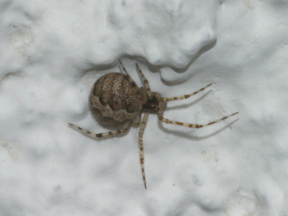 theridion_melanurum1md