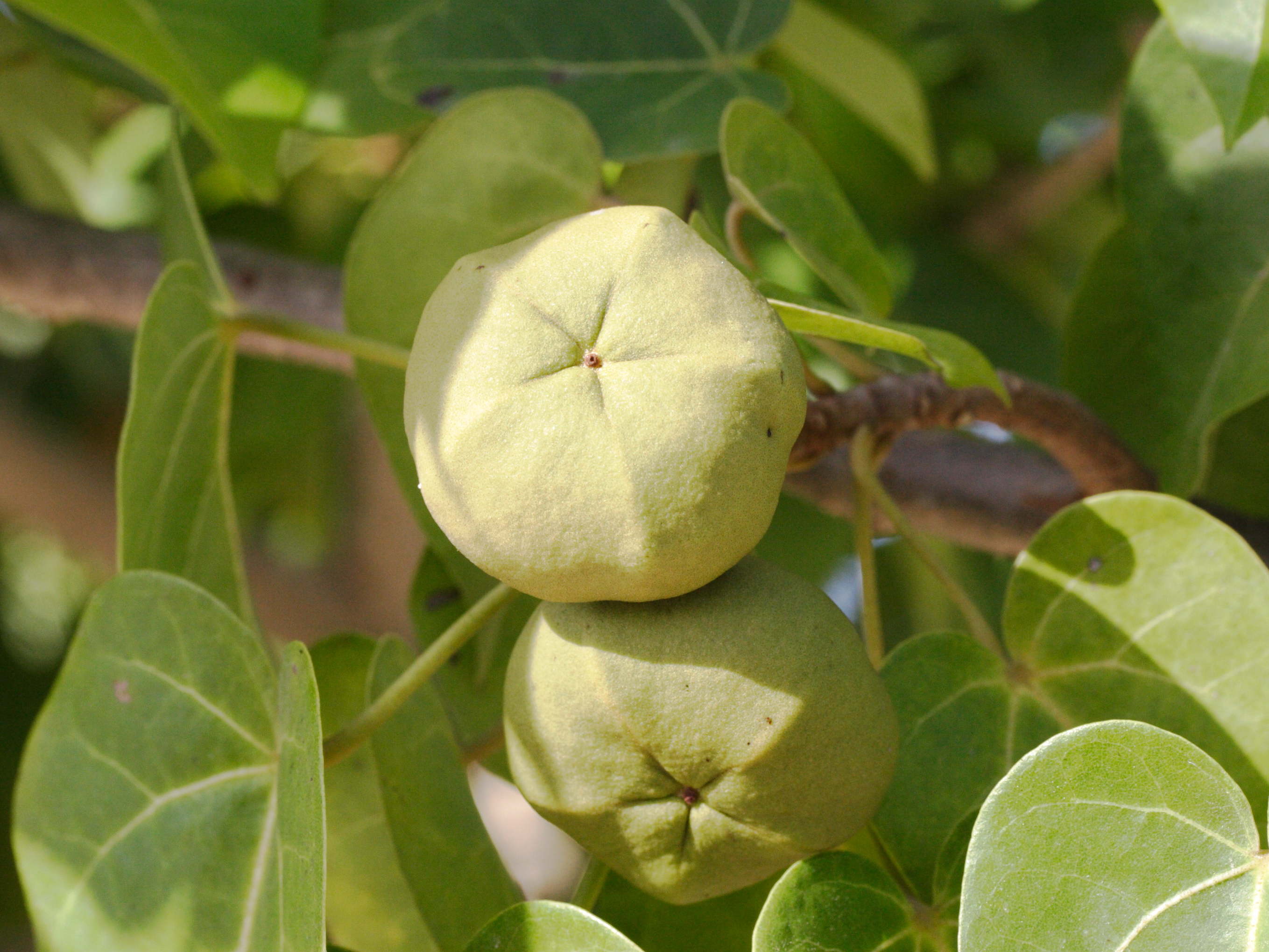 thespesia_populnea4md