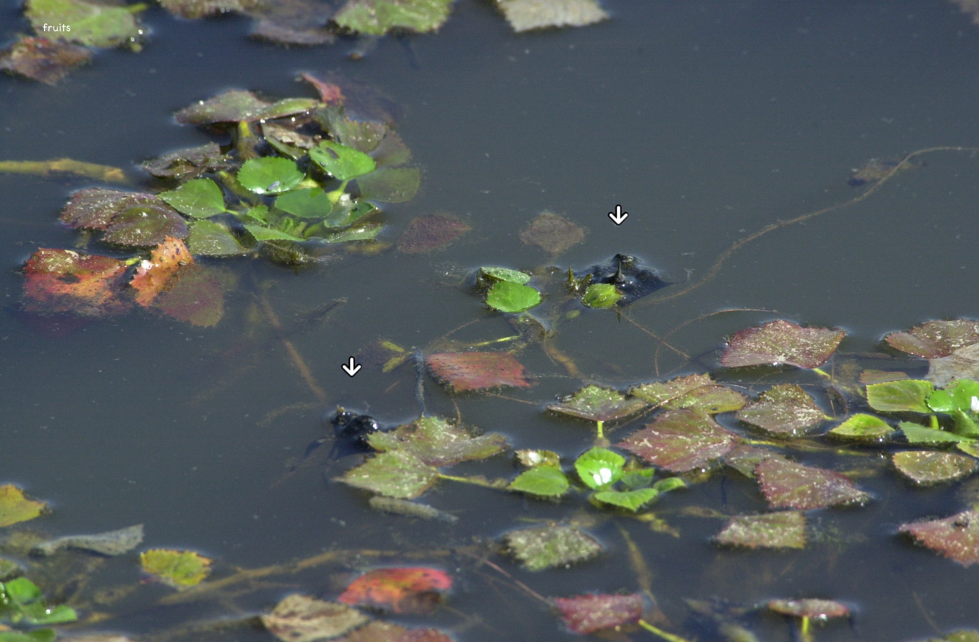 Afficher le média trapa_natans3bmd trapa_natans3bmd