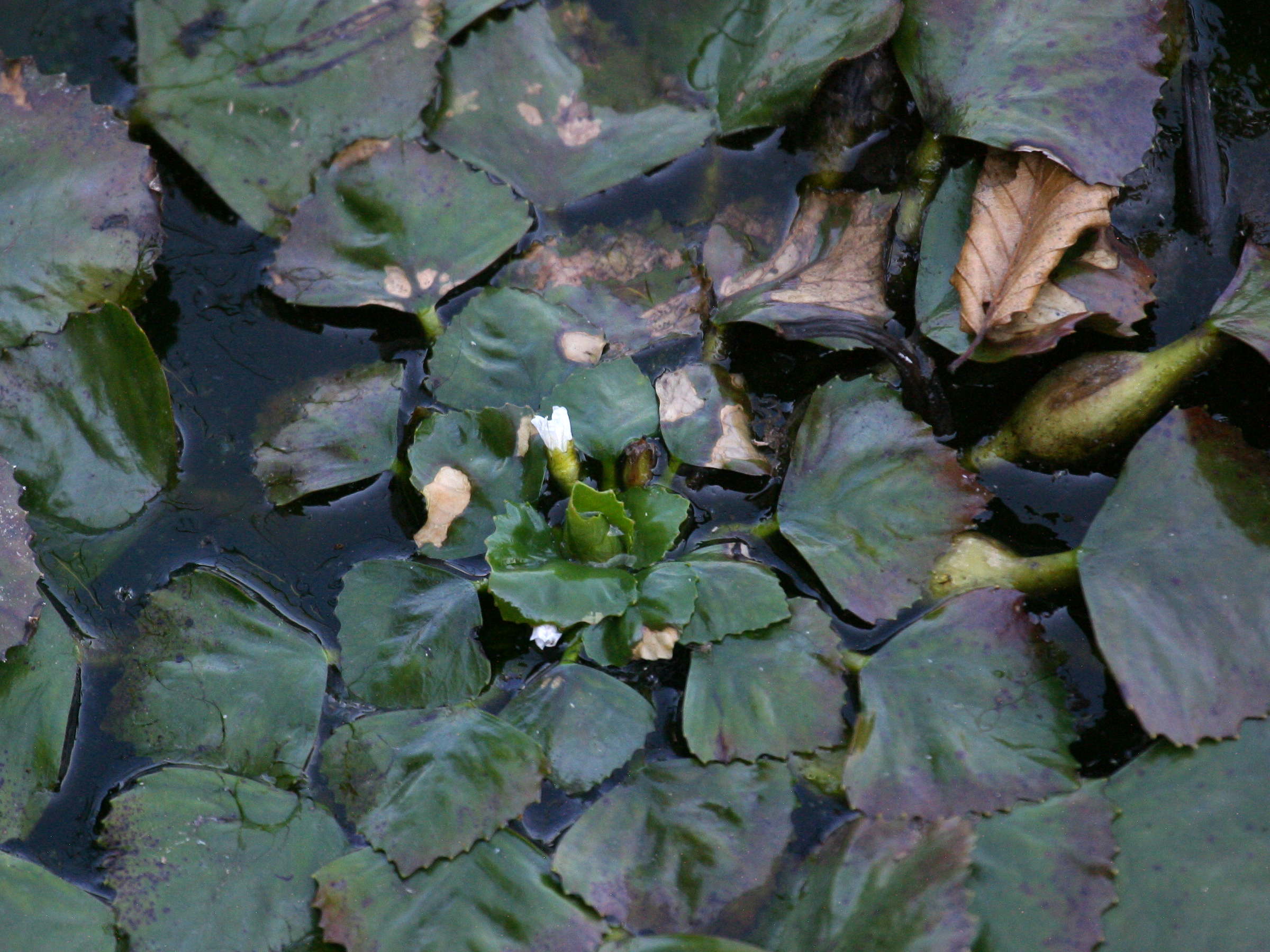 Afficher le média trapa_natans4bd trapa_natans4bd