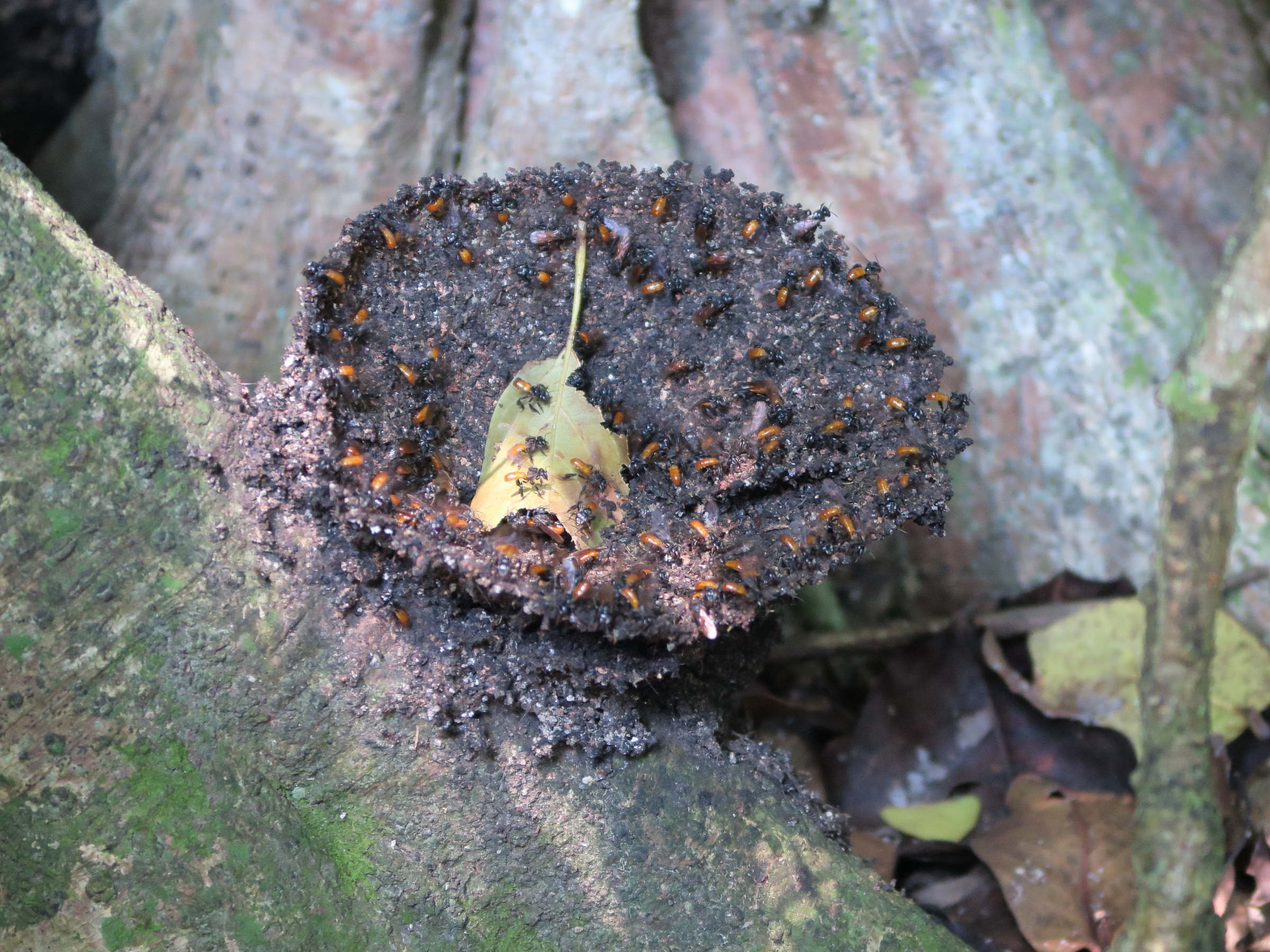 trigona_fulviventris1md