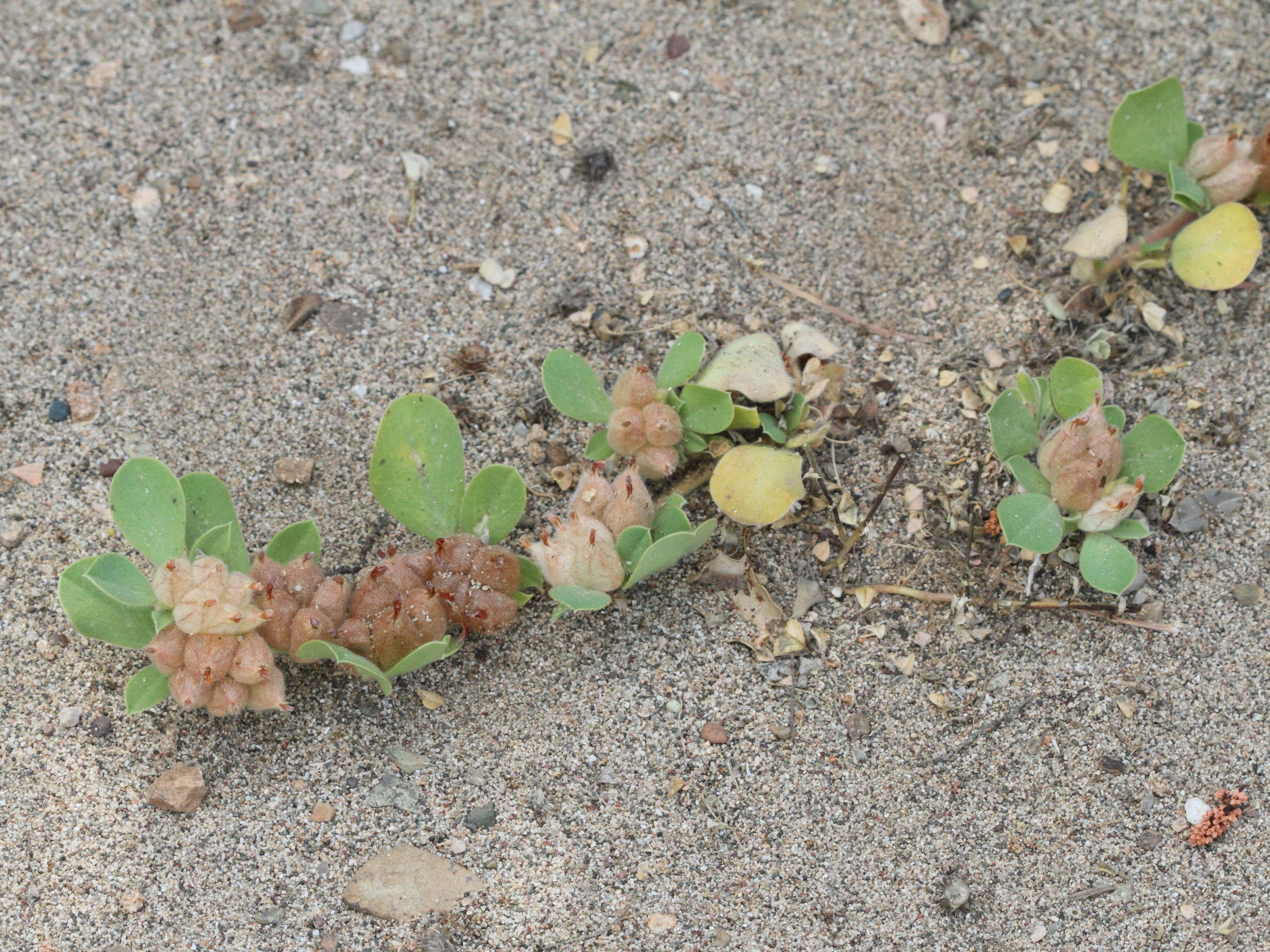 tripodion_tetraphyllum1bd