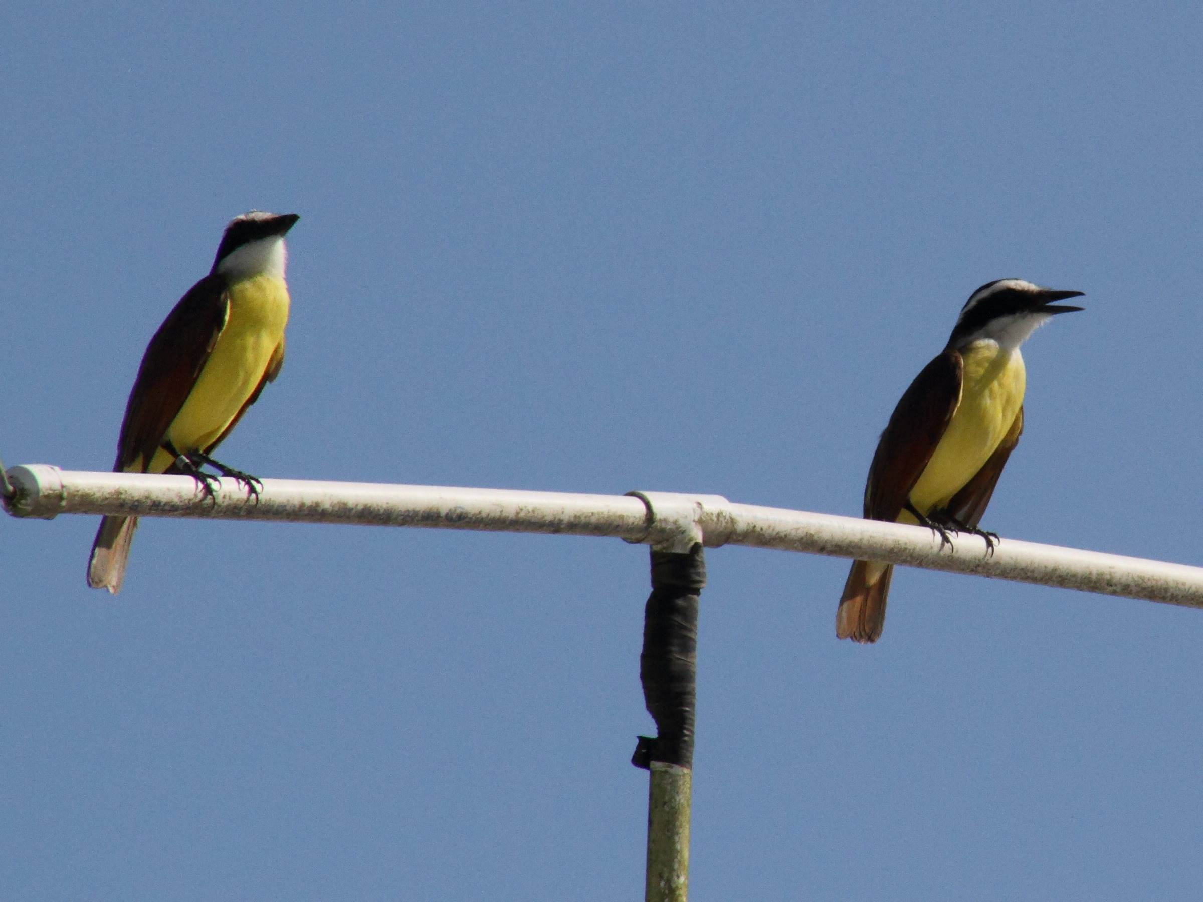 tyran_quiquivi_-_pitangus_sulphuratus4md