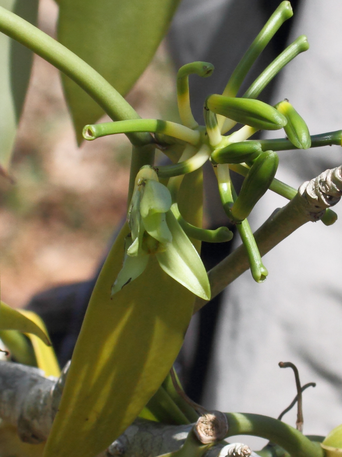 vanilla_planifolia7bd