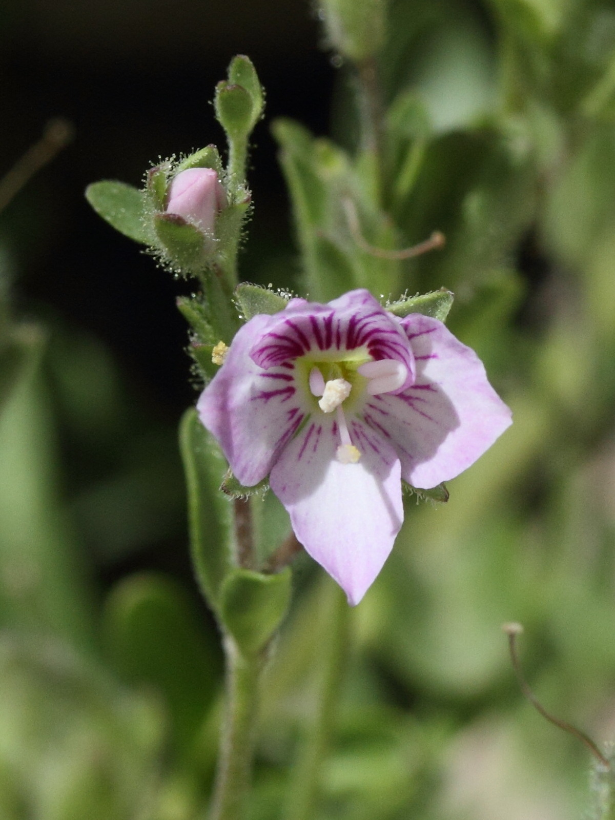 veronica_fruticulosa2md