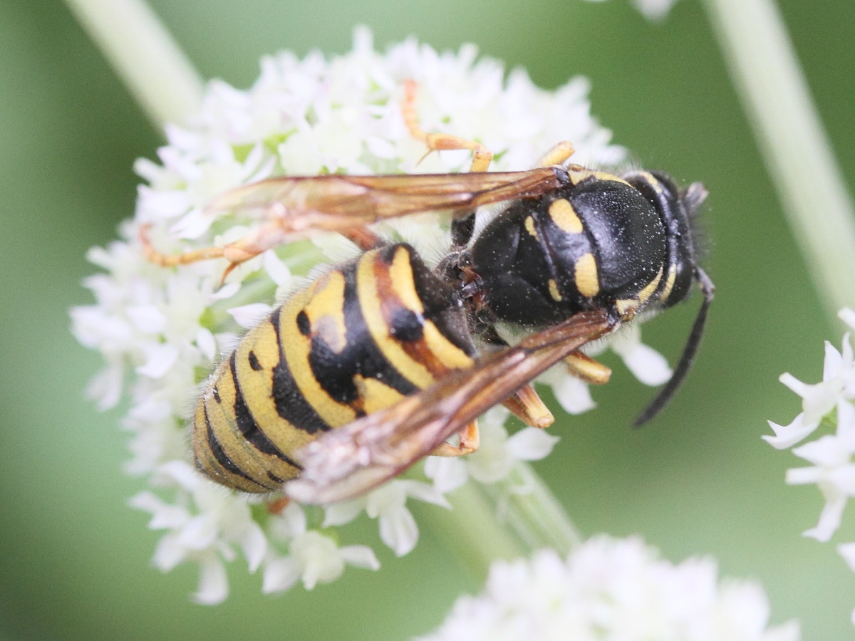 vespula_rufa1md