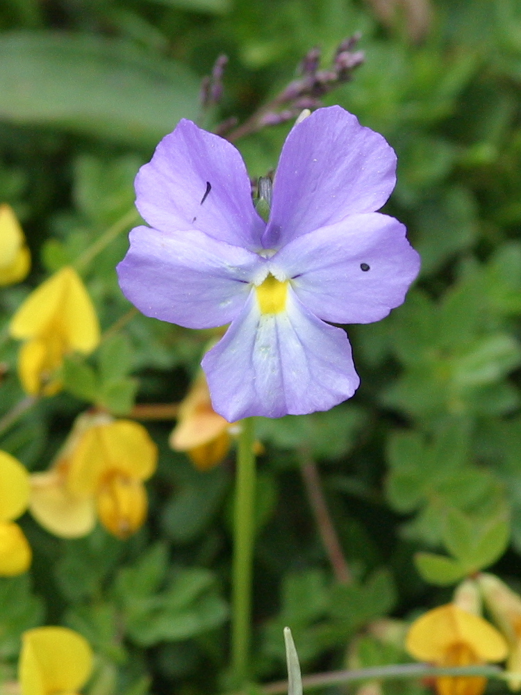 viola_calcarata2bd