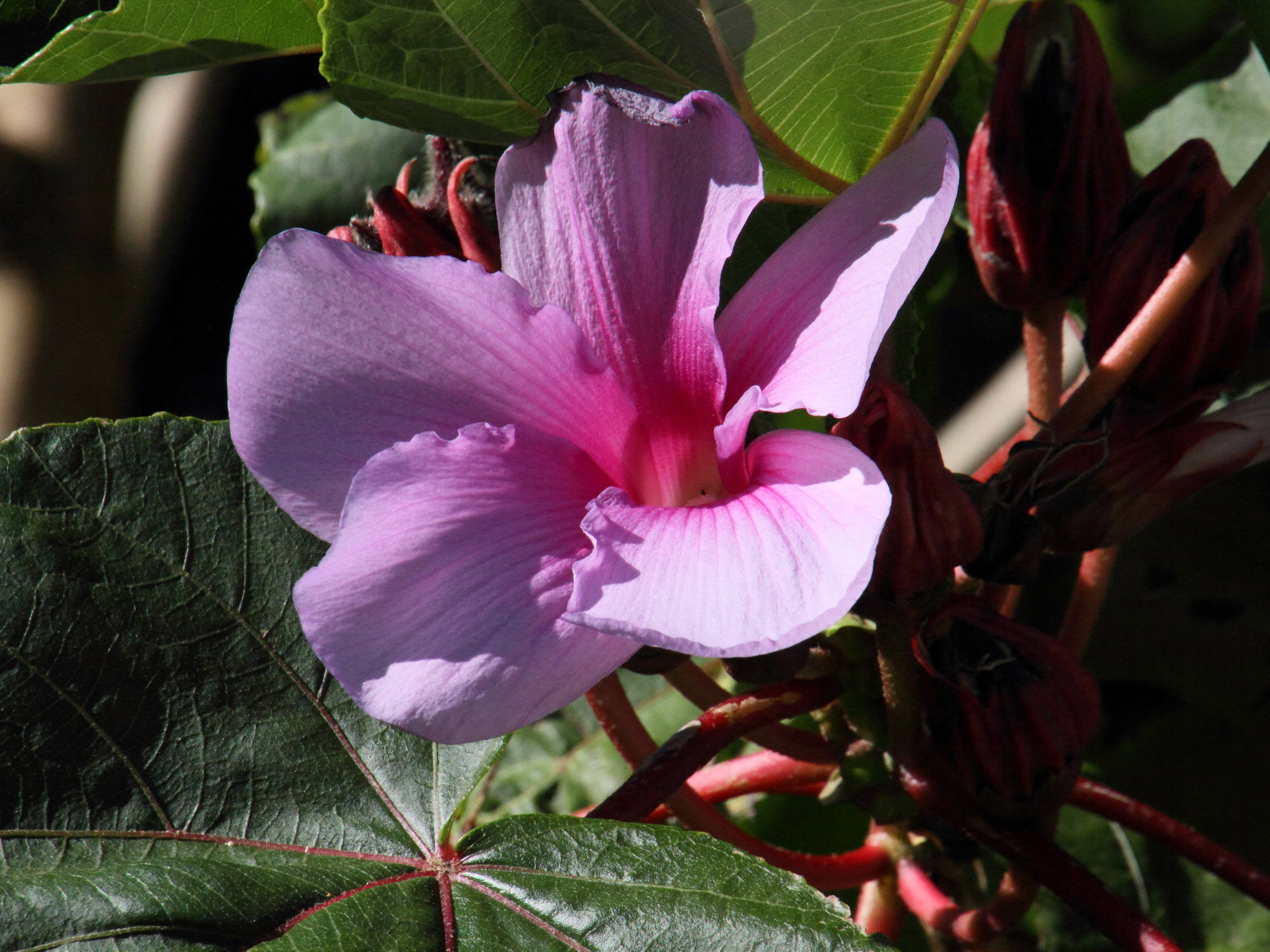 wercklea_insignis2md