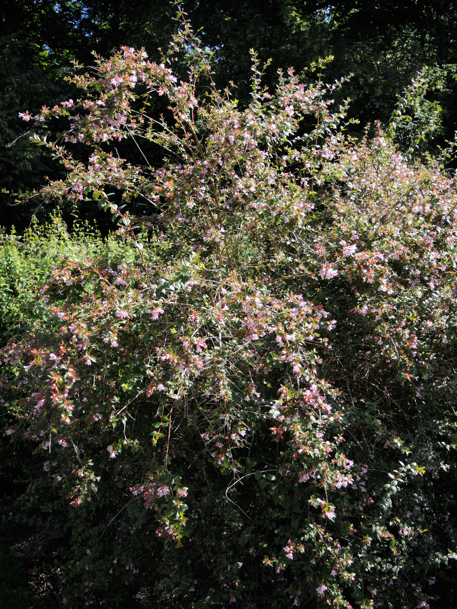 abelia_parvifolia1md