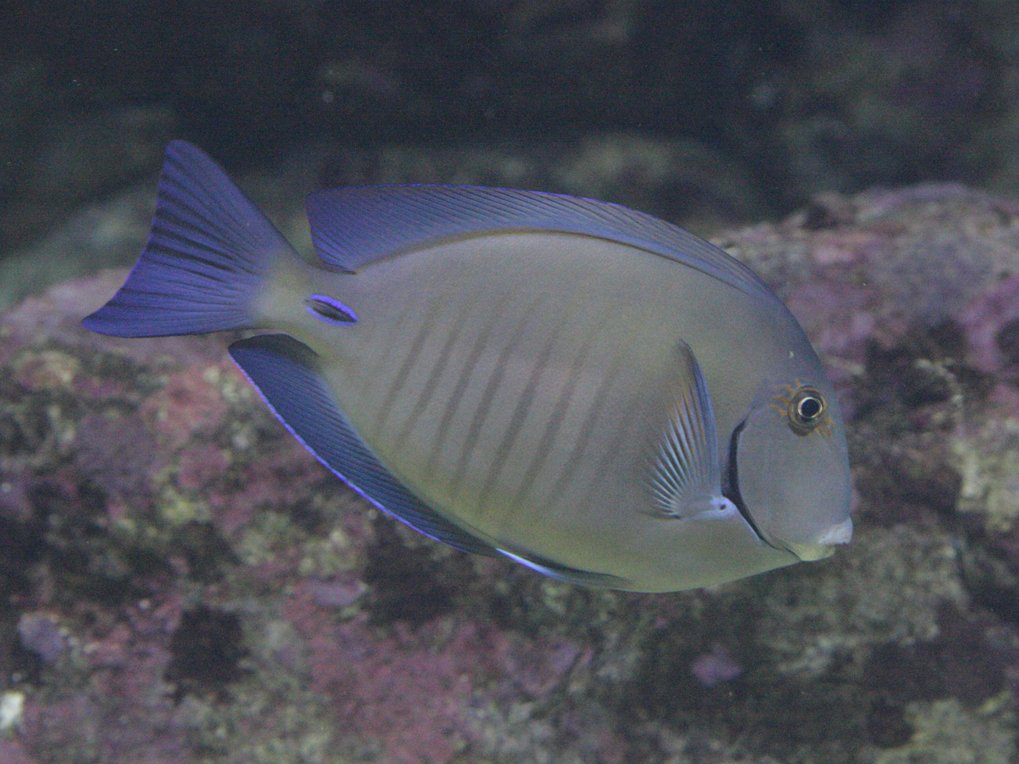 Afficher le média acanthurus_chirurgus1bd acanthurus_chirurgus1bd