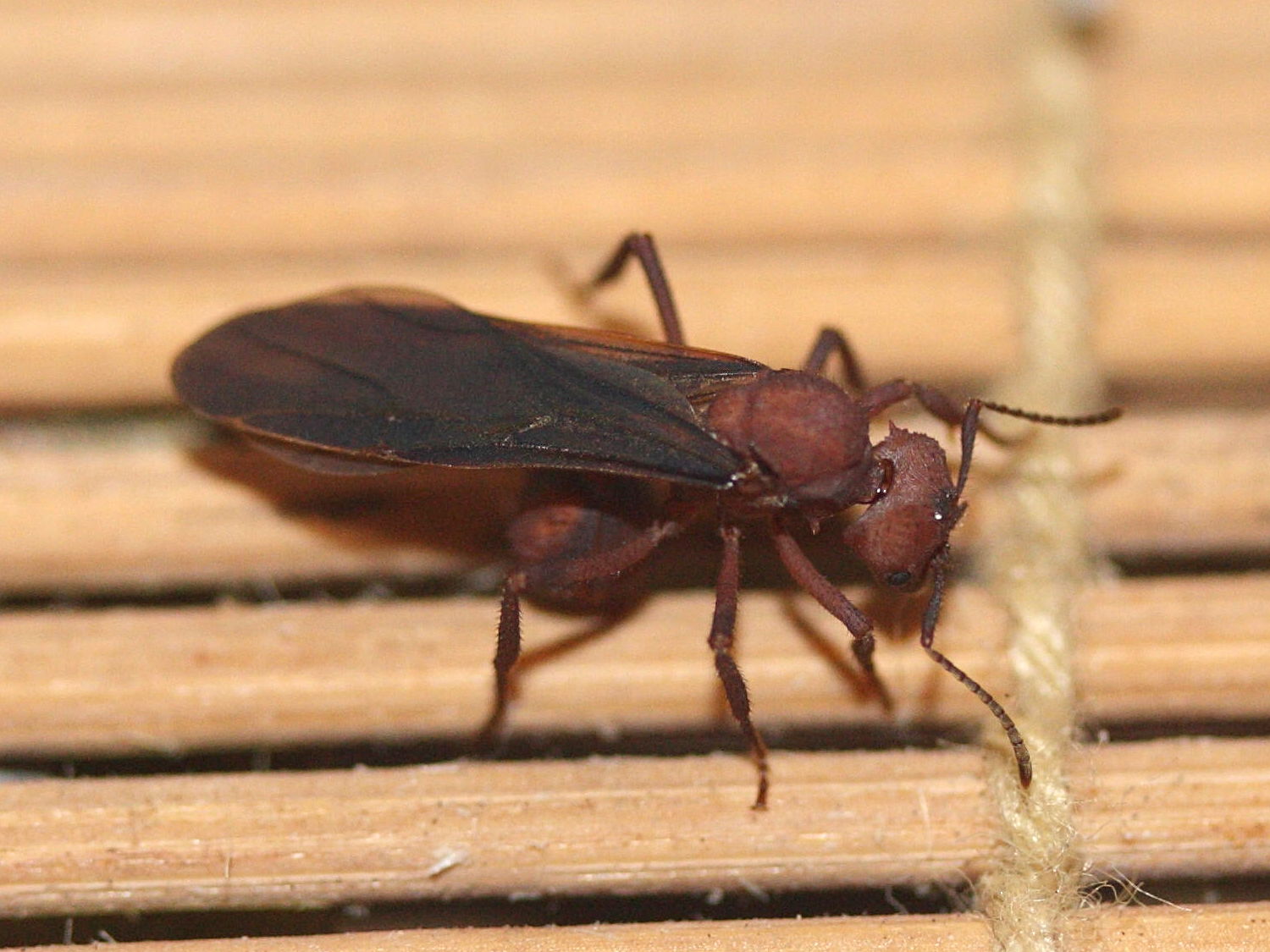 acromyrmex_octospinosus7amd