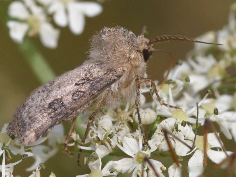 acronicta_auricoma1md
