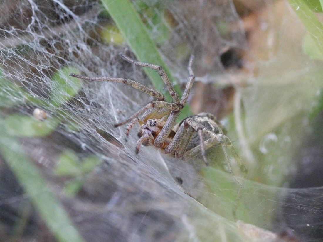 agelena_labyrinthica5md