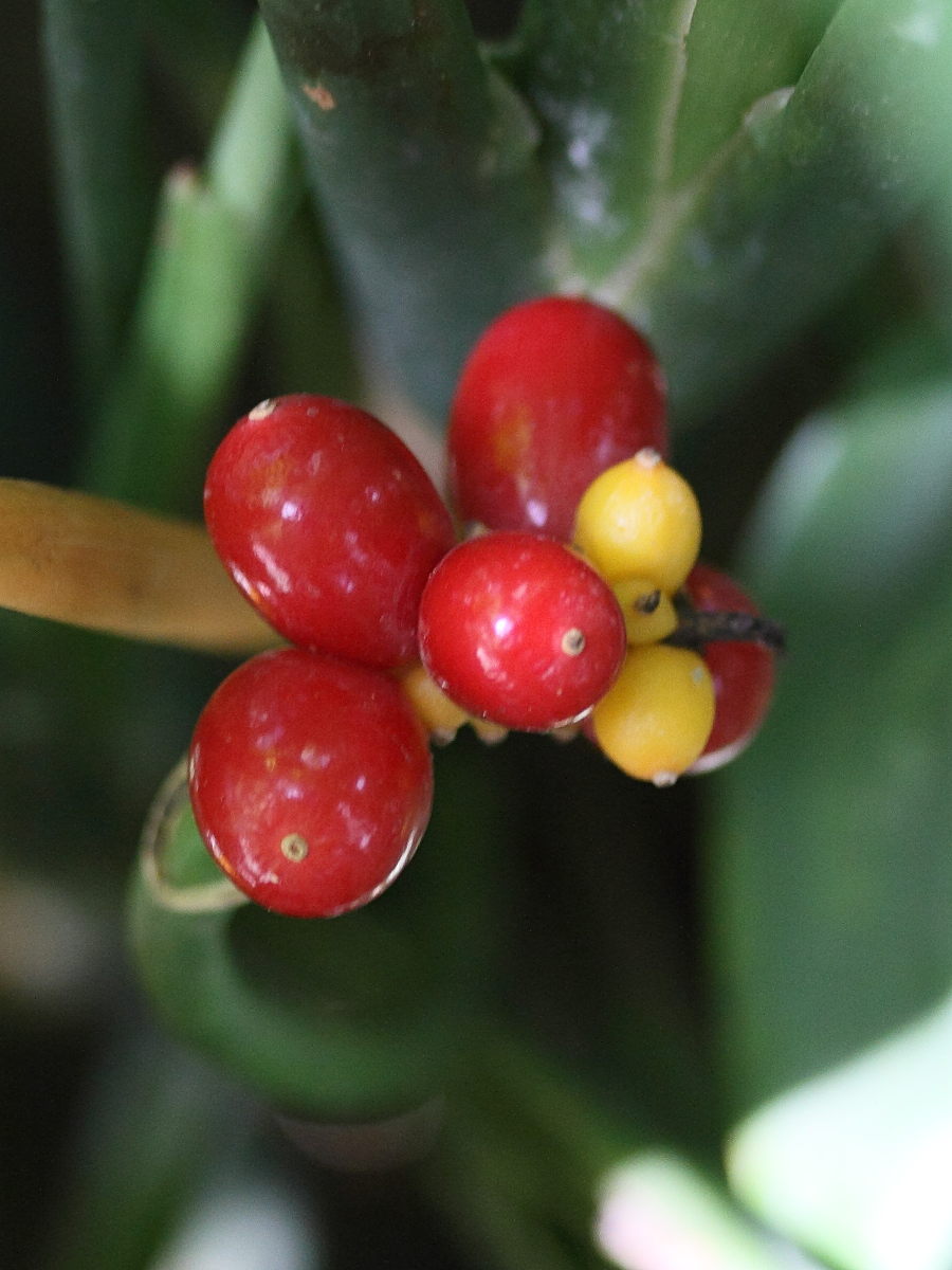 aglaonema_commutatum3md