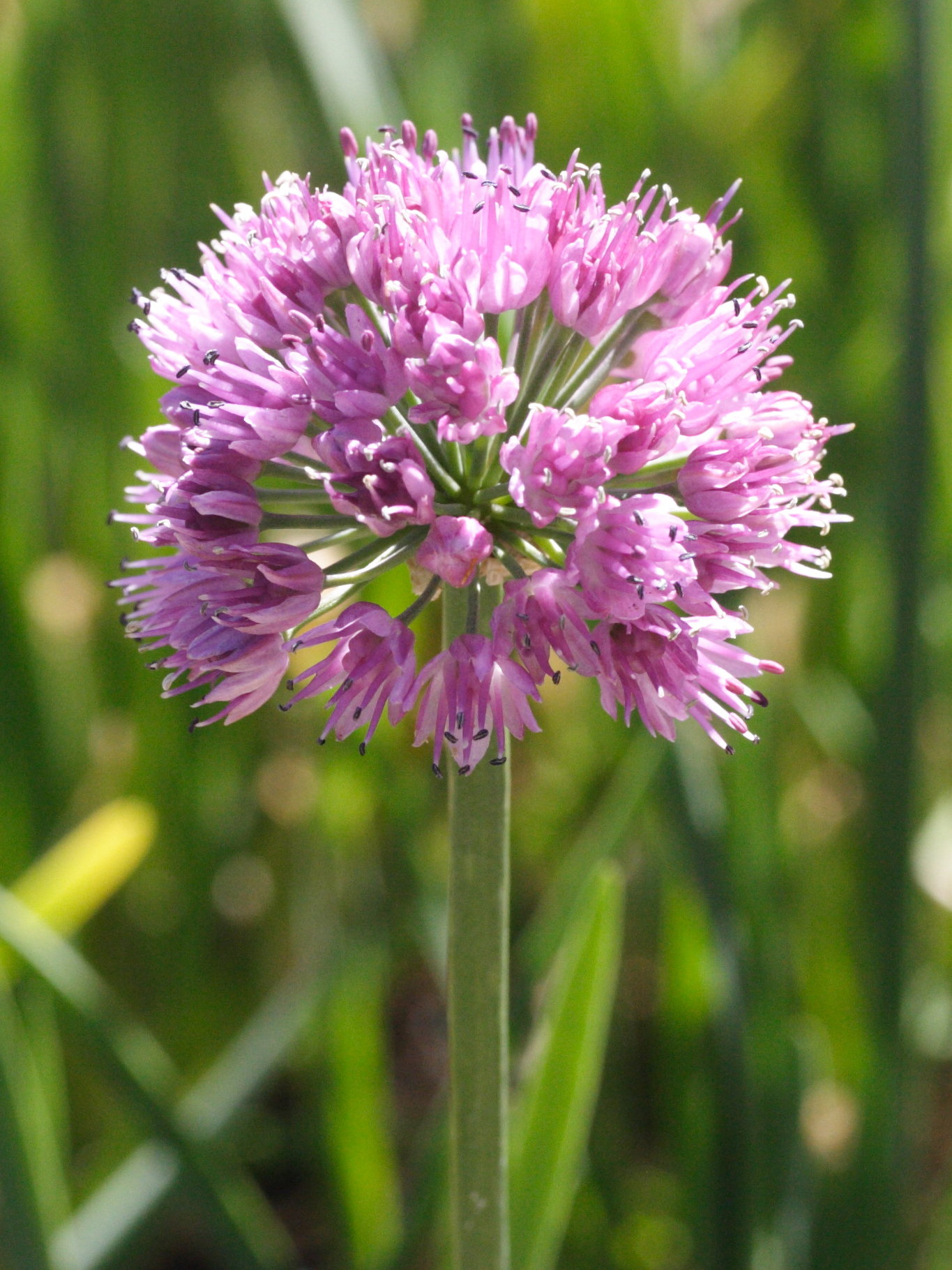 allium_pyrenaicum2md