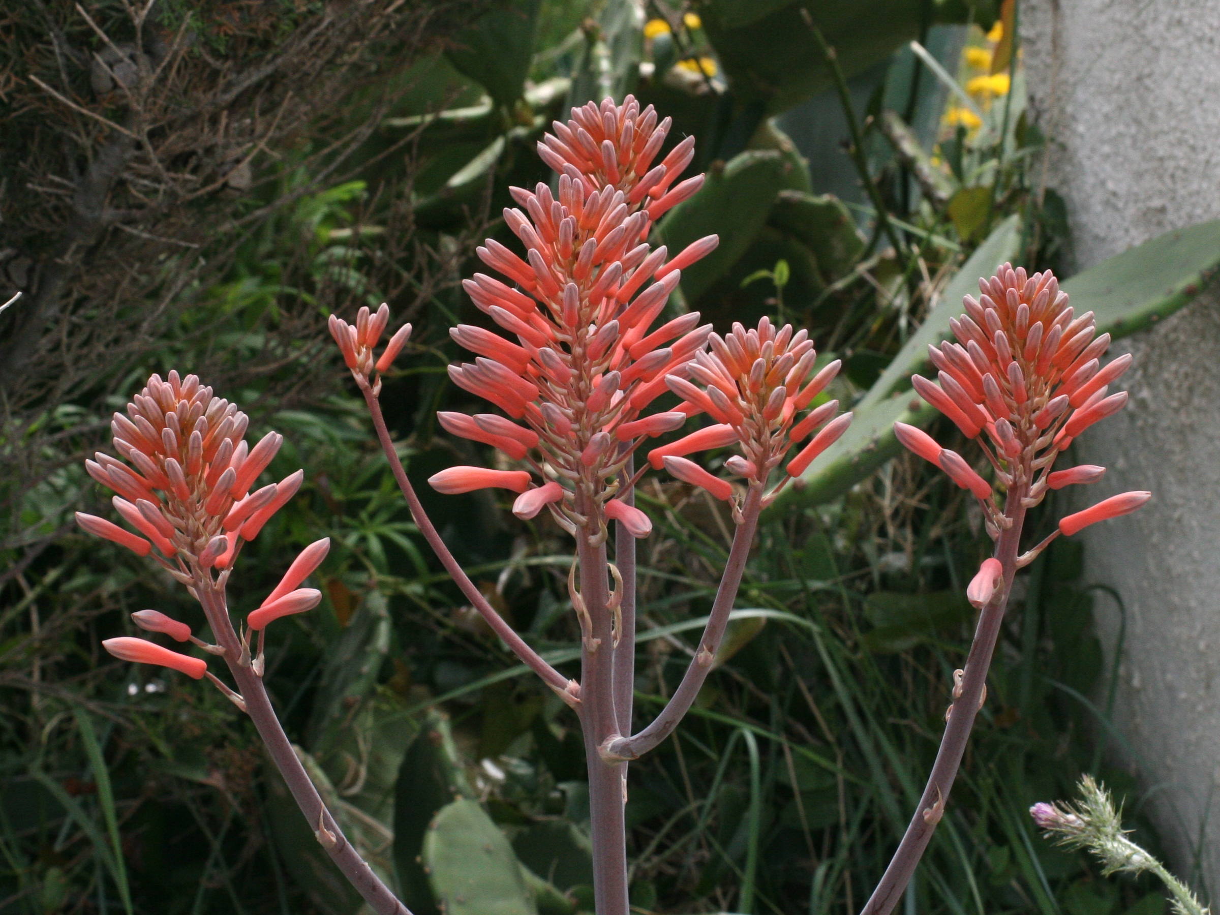aloe_saponaria2md