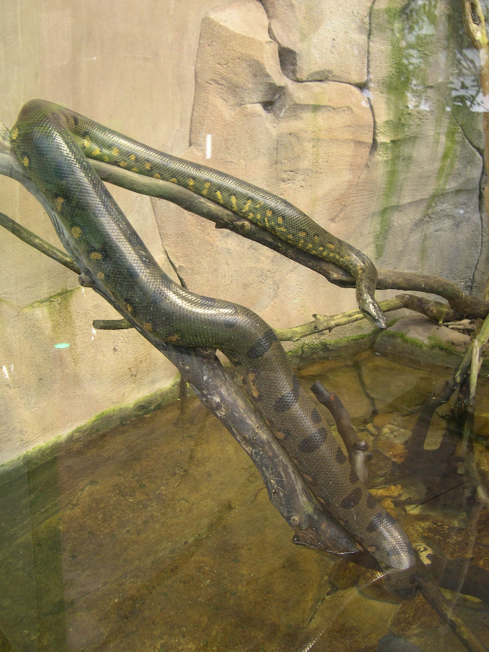 Anaconda_murinus