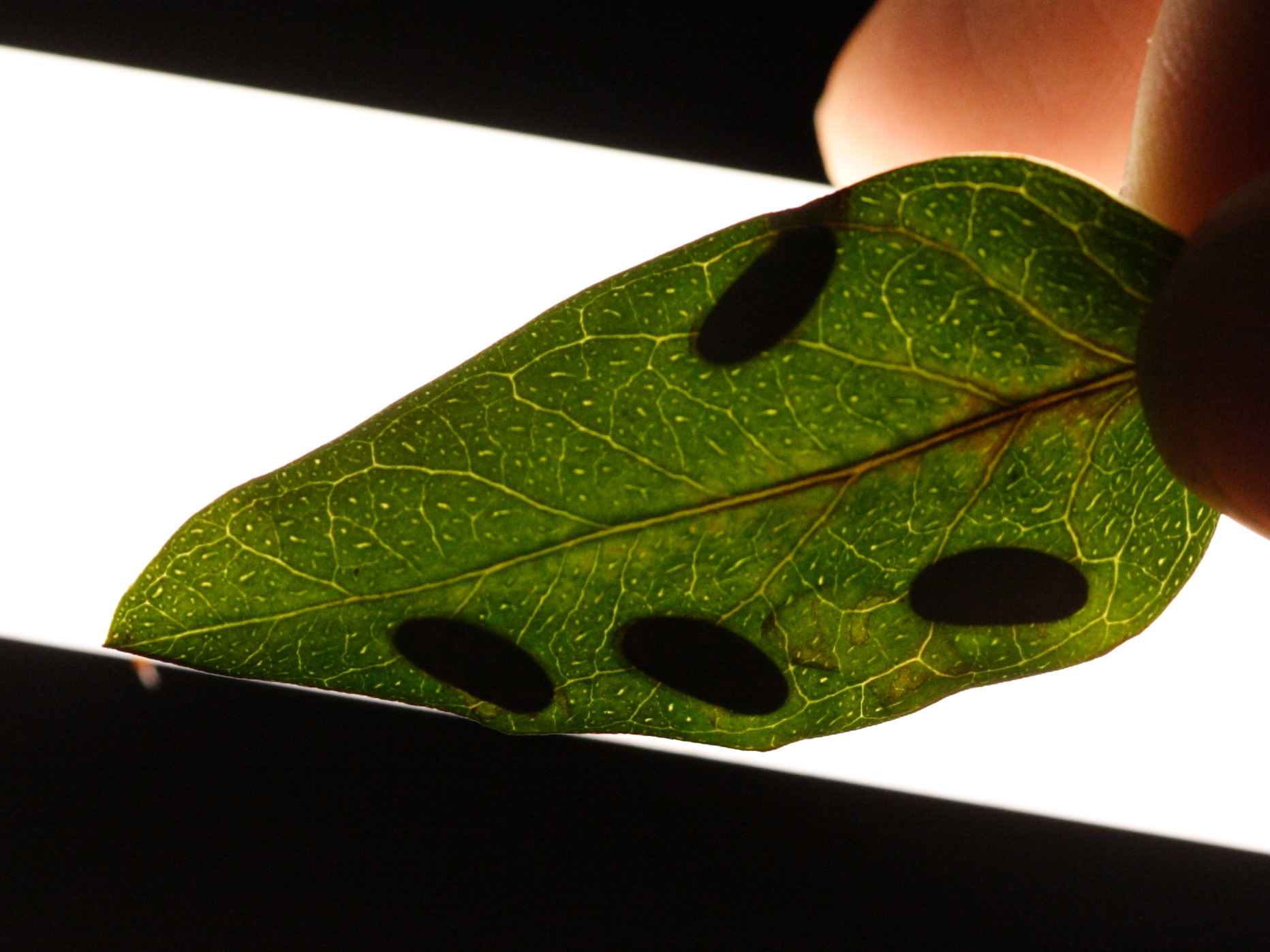 ancylecha_fenestrata5md