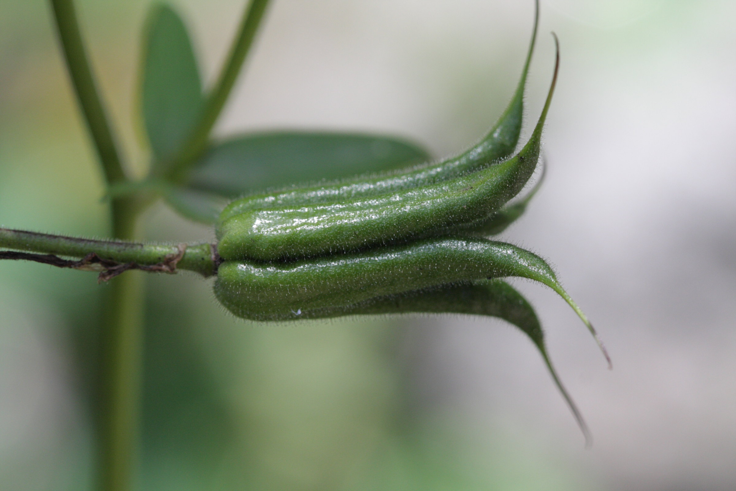 aquilegia_einseleana4bd