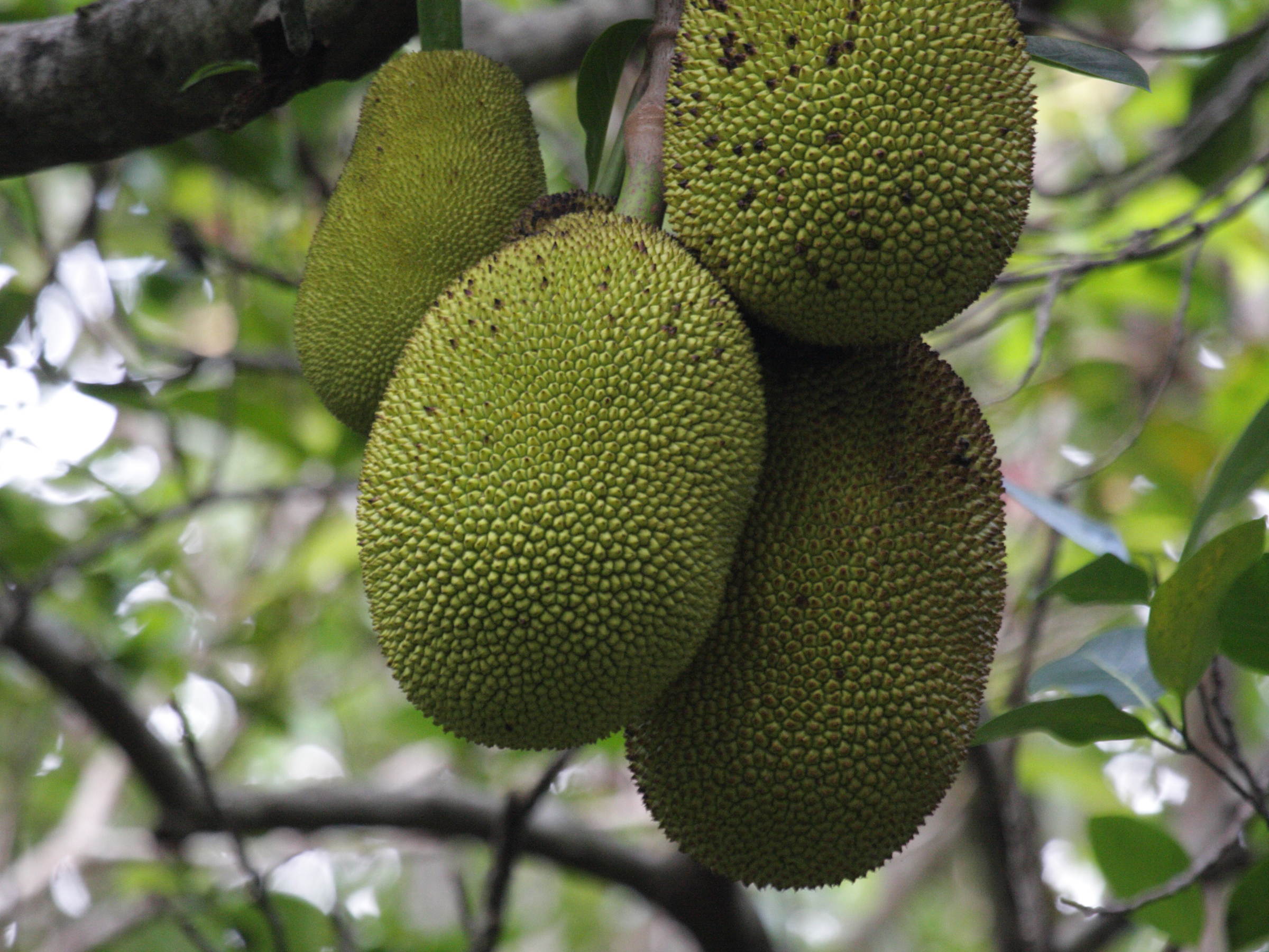 artocarpus_heterophyllus2bd