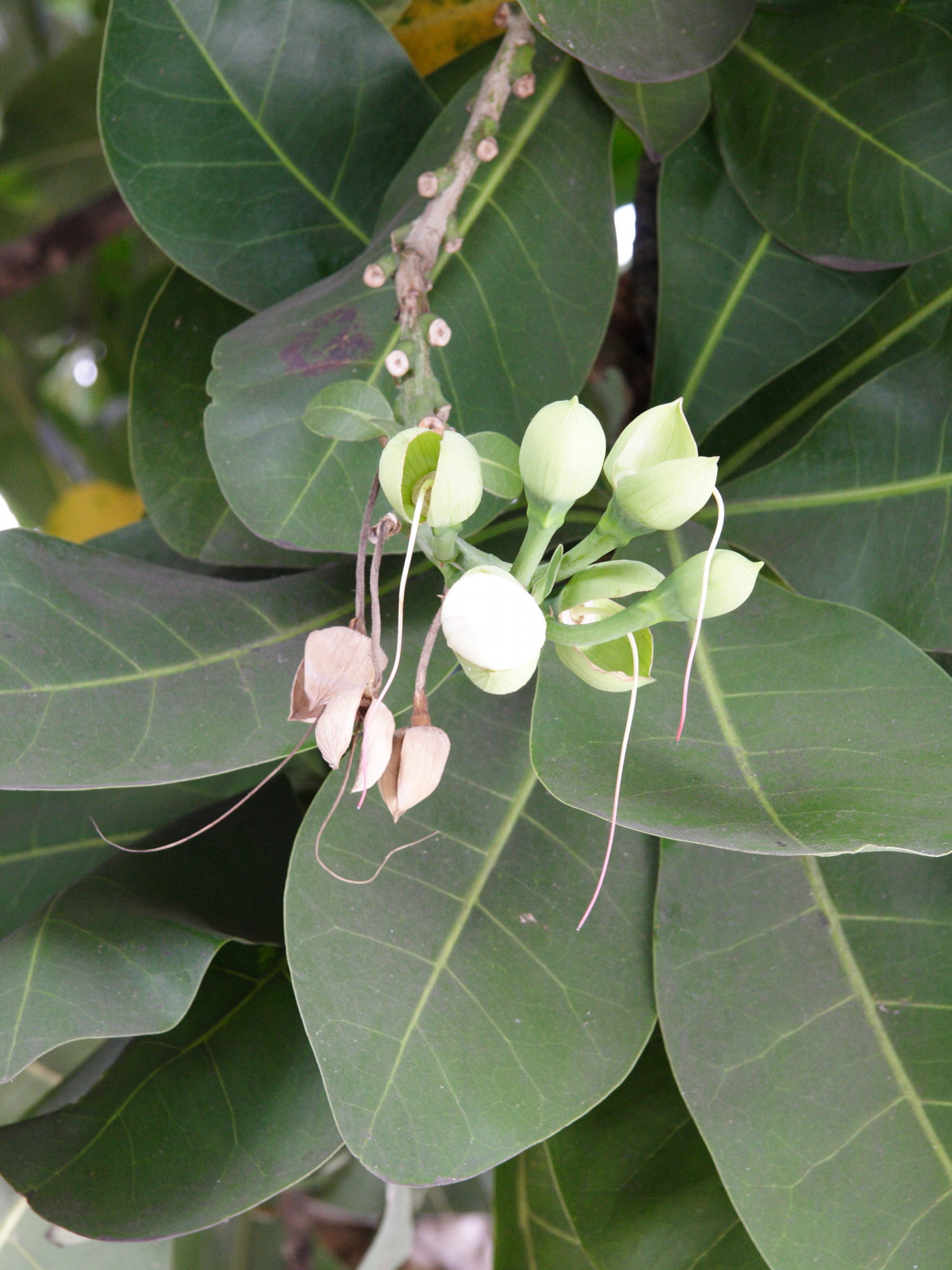 barringtonia_asiatica3md