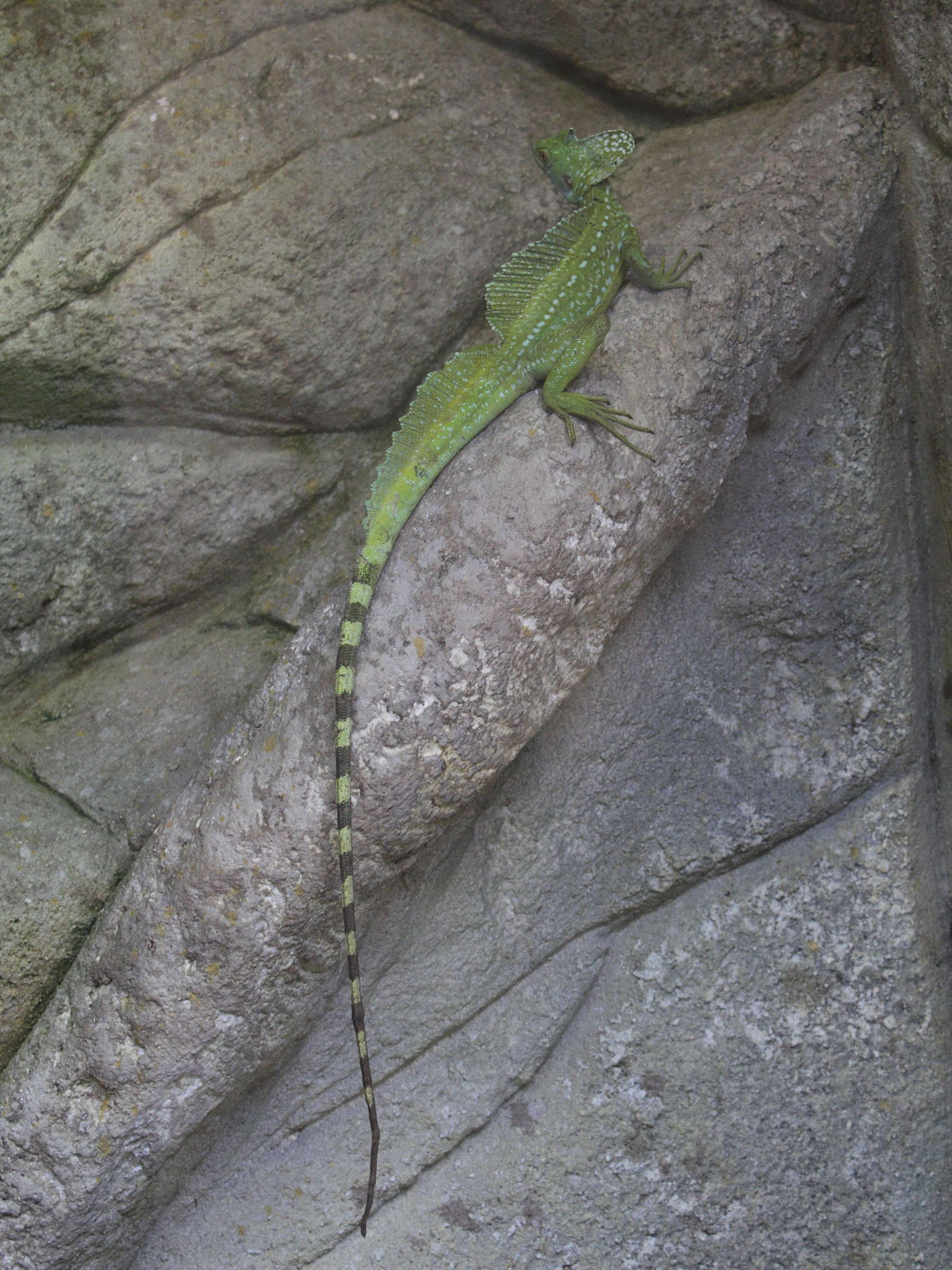 Afficher le média basiliscus_plumifrons4md basiliscus_plumifrons4md