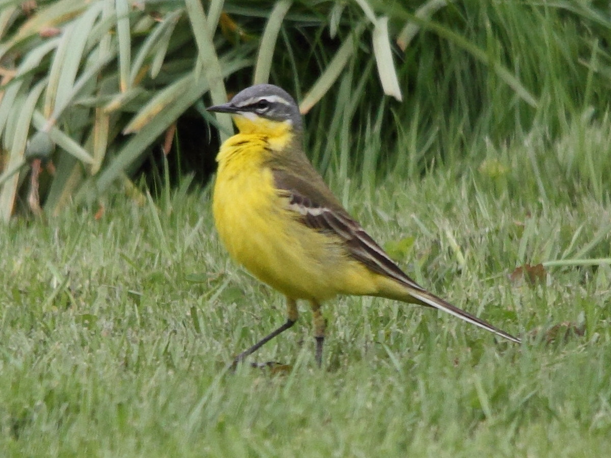 bergeronnette_printaniere_-_motacilla_flava_flava4bmd