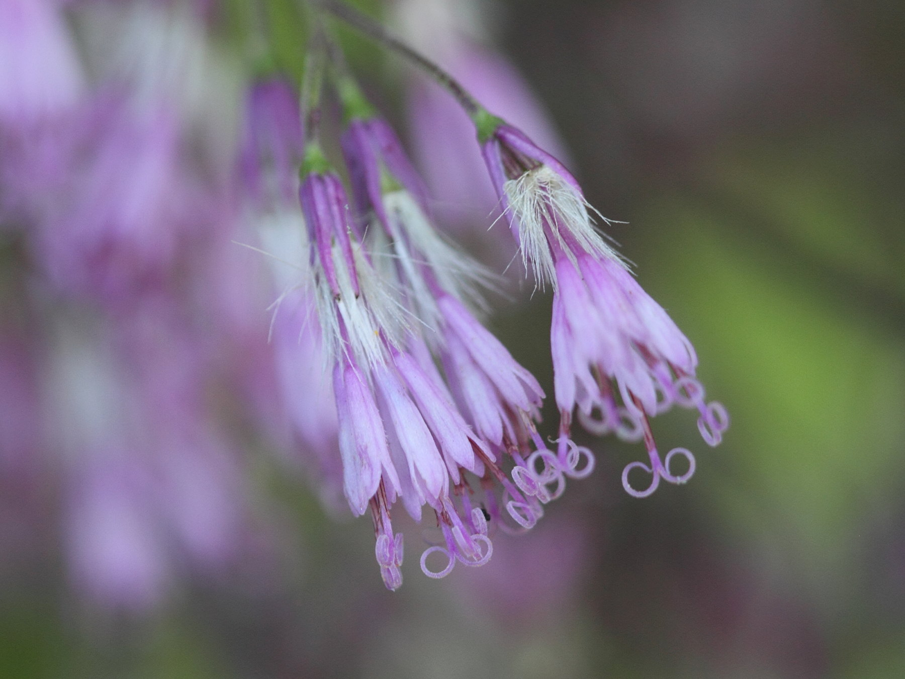 Afficher le média cacalia_alliariae2bd cacalia_alliariae2bd