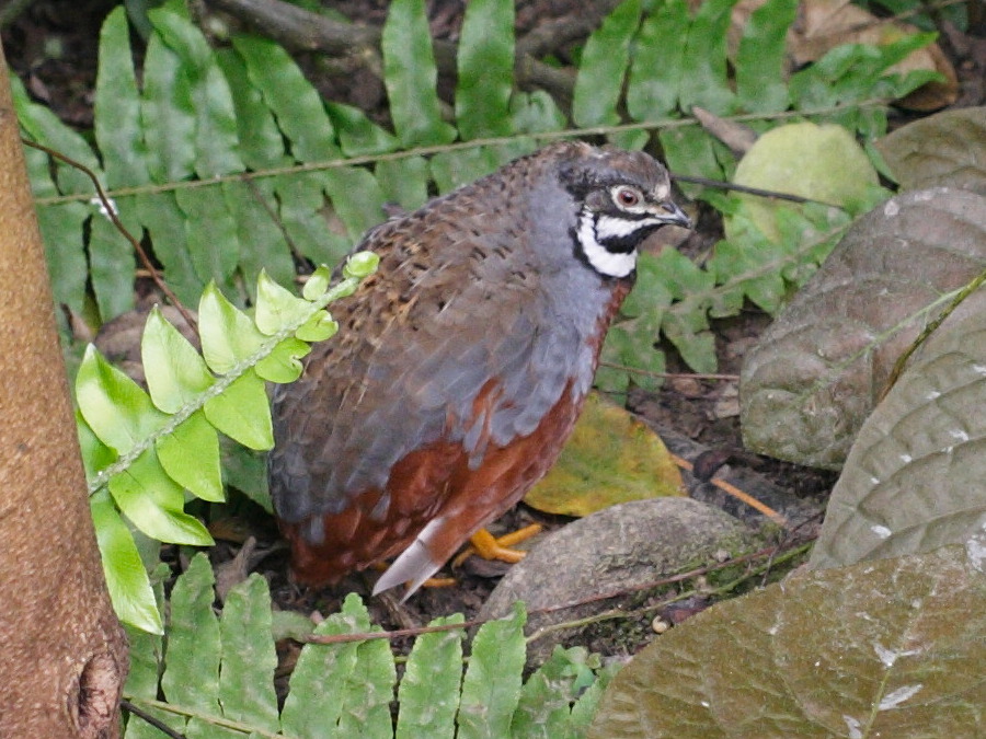 caille_peinte_de_chine_-_coturnix_chinensis3md