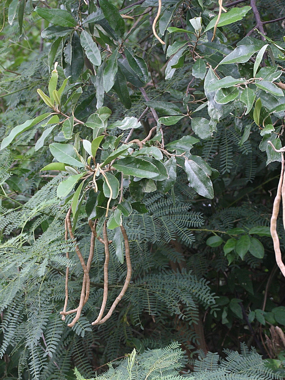 capparis_flexuosa1md