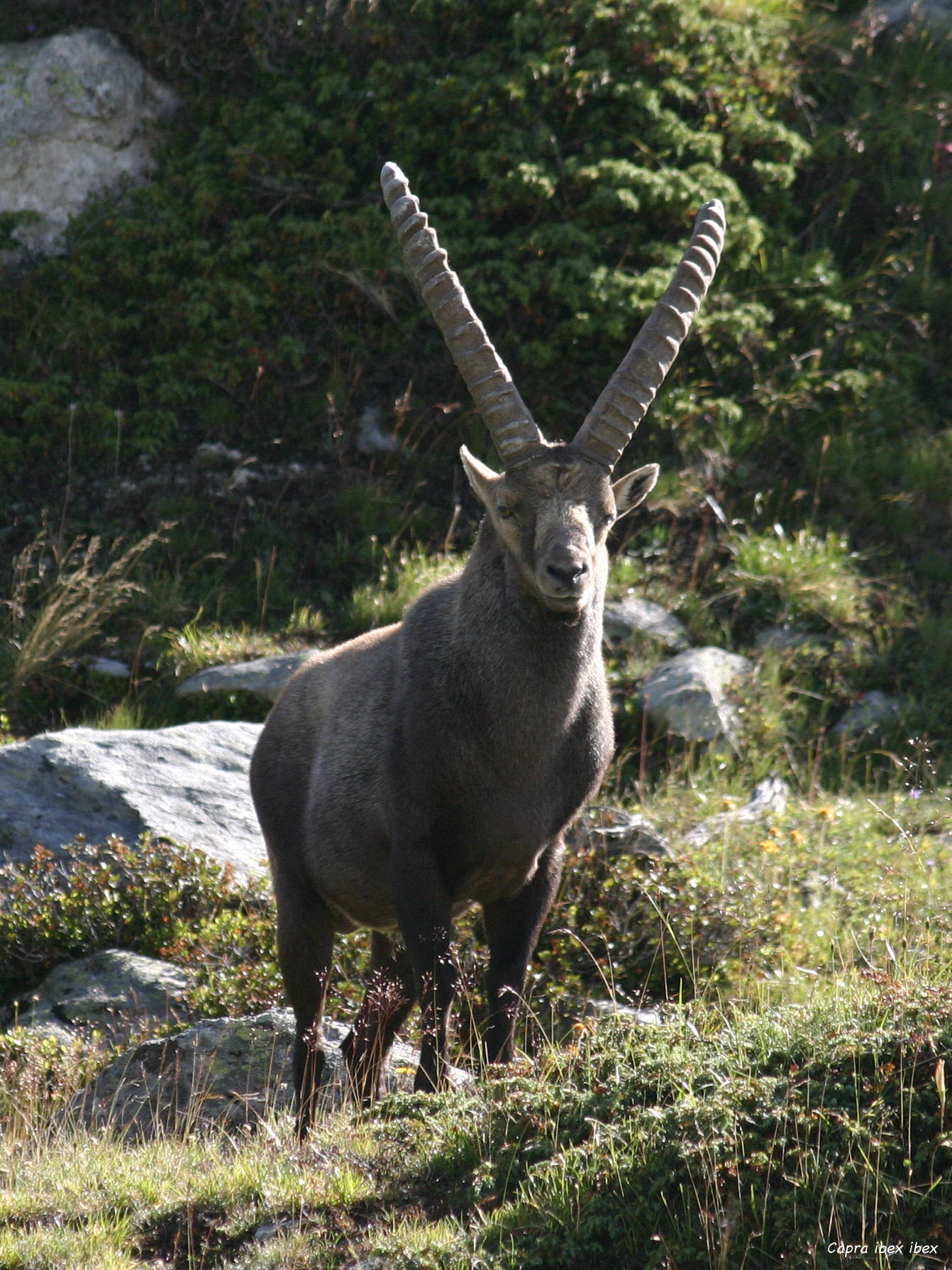 capra_ibex_ibex1sd