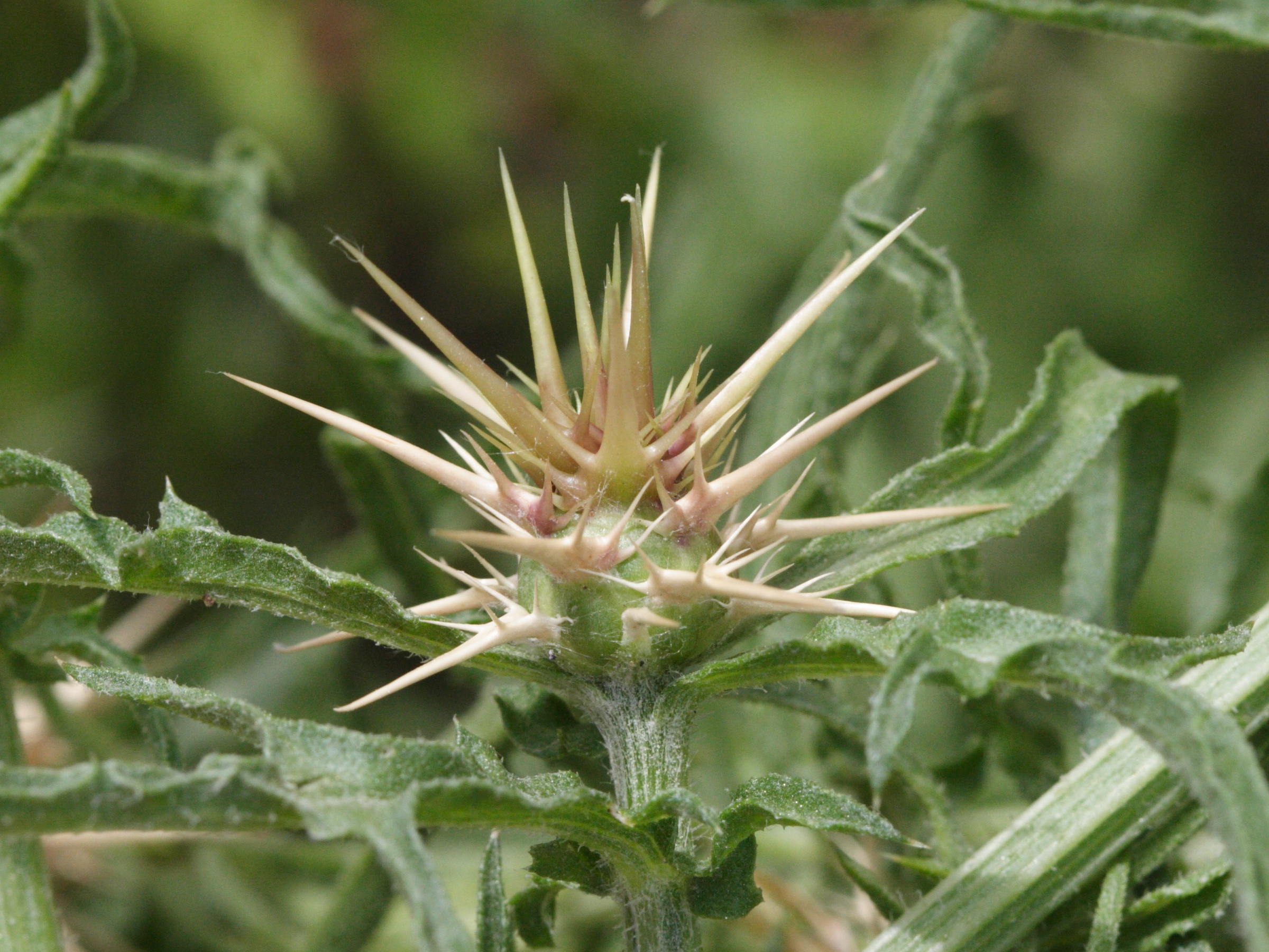 centaurea_calcitrapa2md