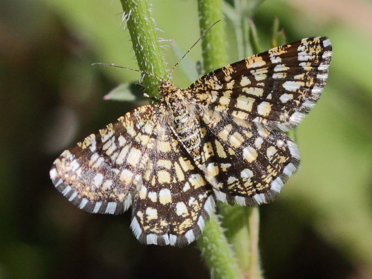 chiasmia_clathrata5bd