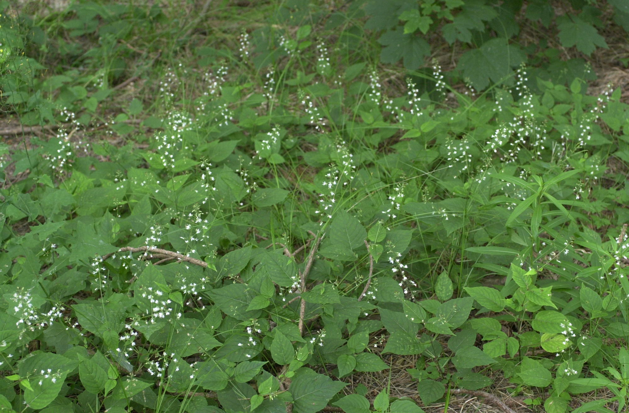 Afficher le média circaea_lutetiana1md circaea_lutetiana1md