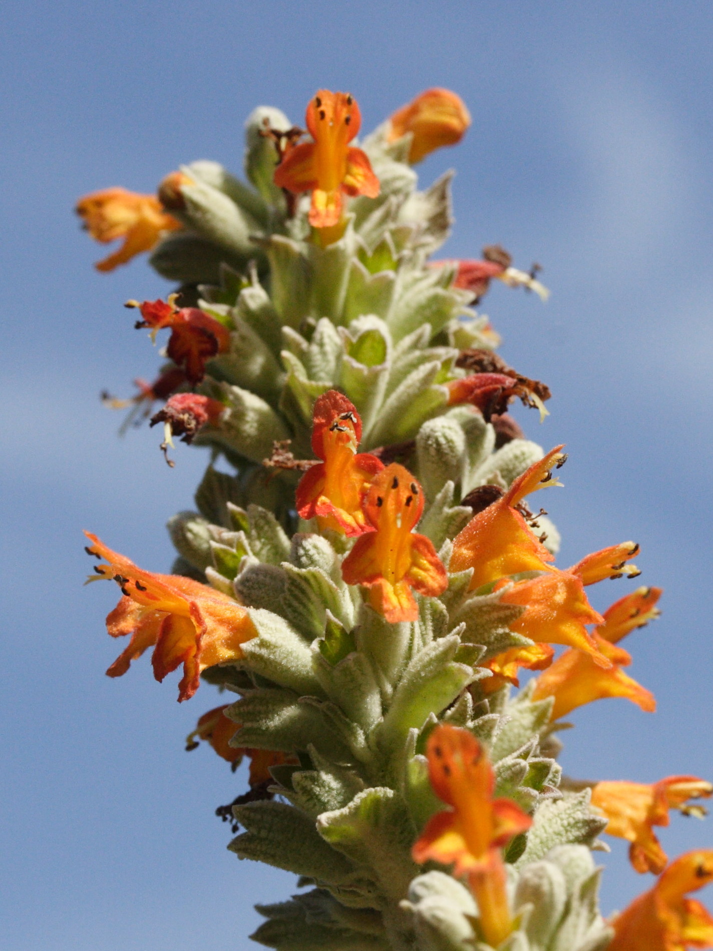 Afficher le média Colquhounia_coccinea Colquhounia_coccinea