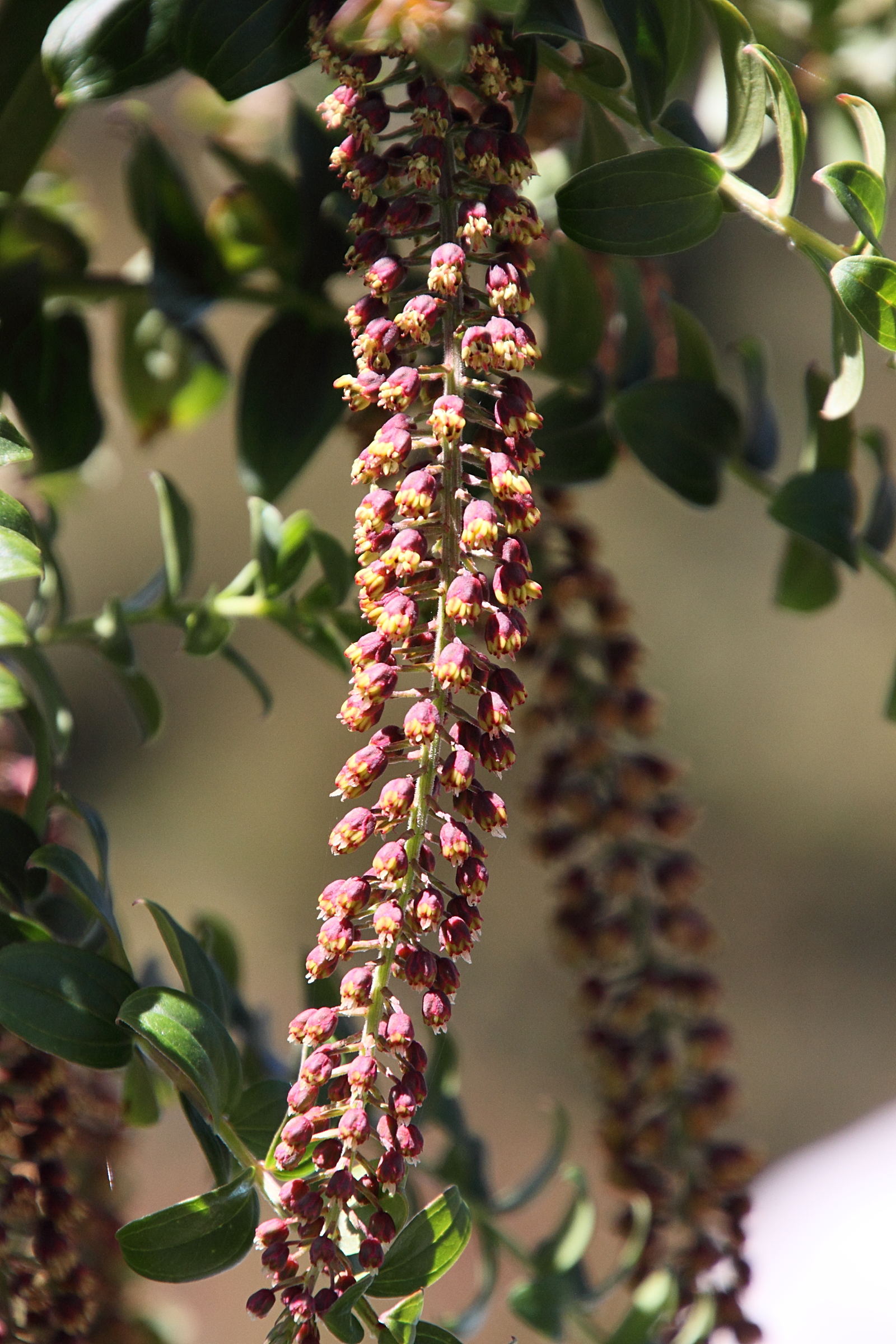 Afficher le média coriaria_ruscifolia3md coriaria_ruscifolia3md