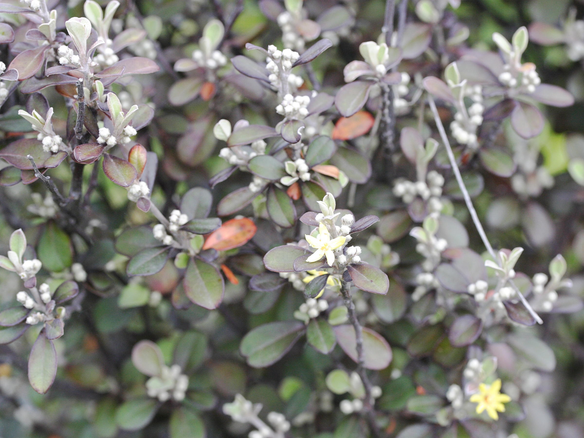 Afficher le média corokia_cotoneaster1md corokia_cotoneaster1md