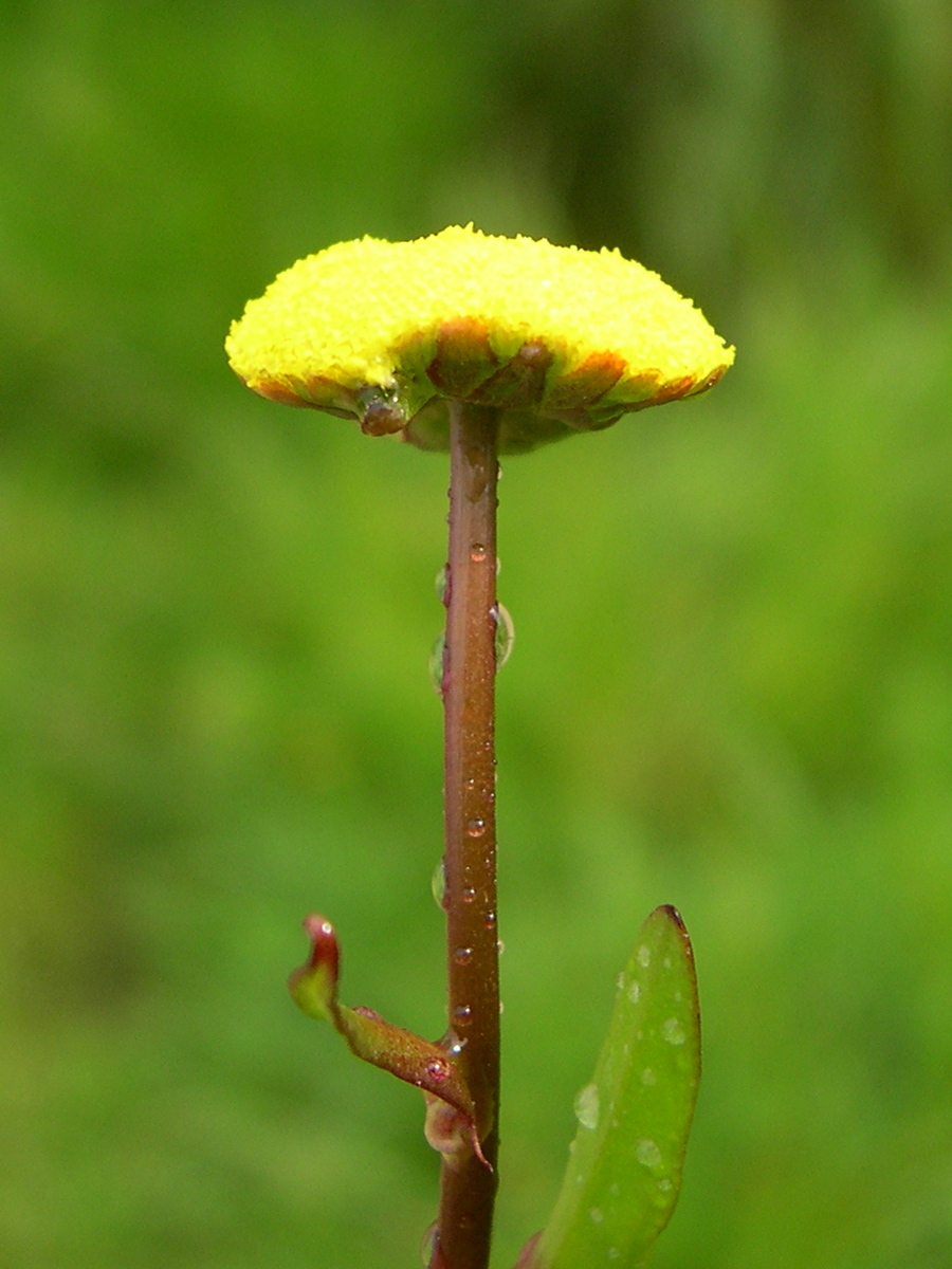 cotula_coronopifolia5md