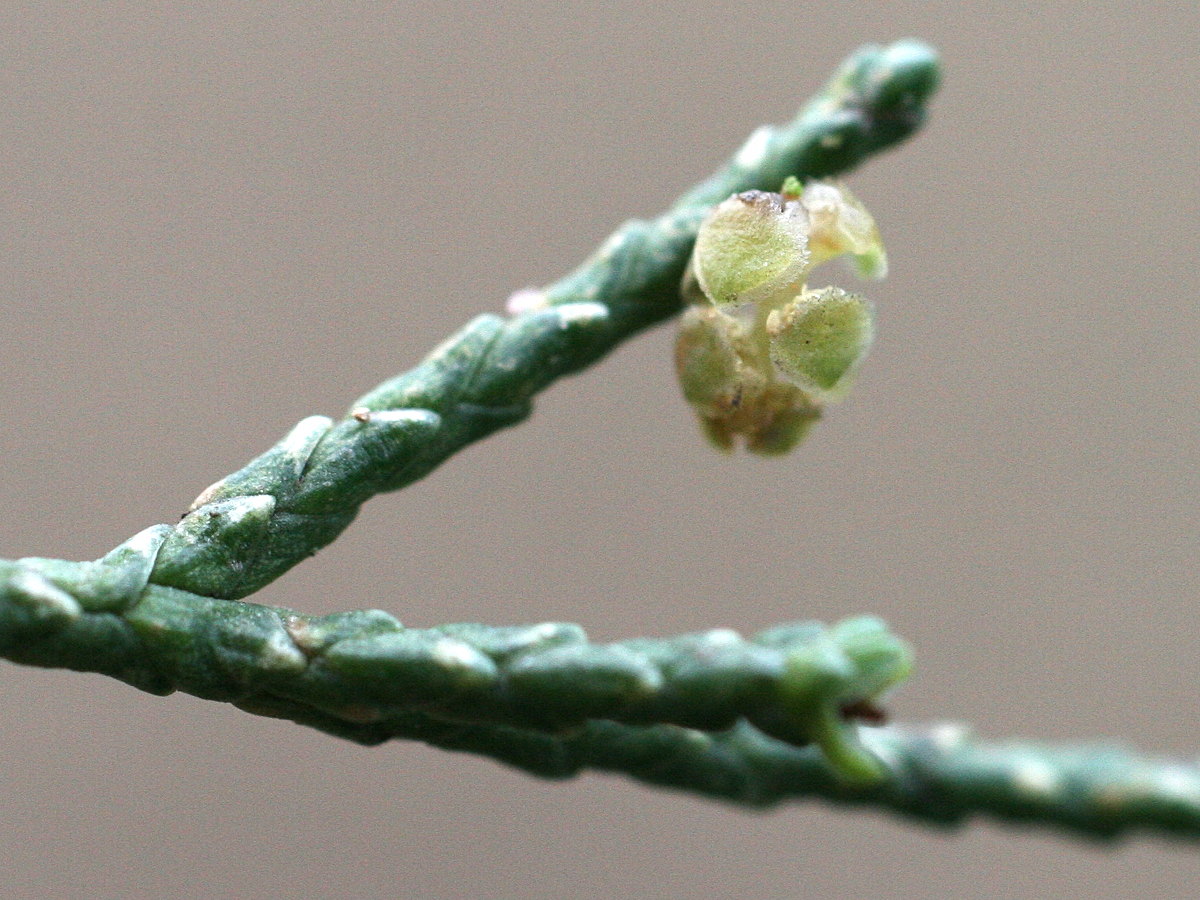 Afficher le média cupressus_macrocarpa6md cupressus_macrocarpa6md