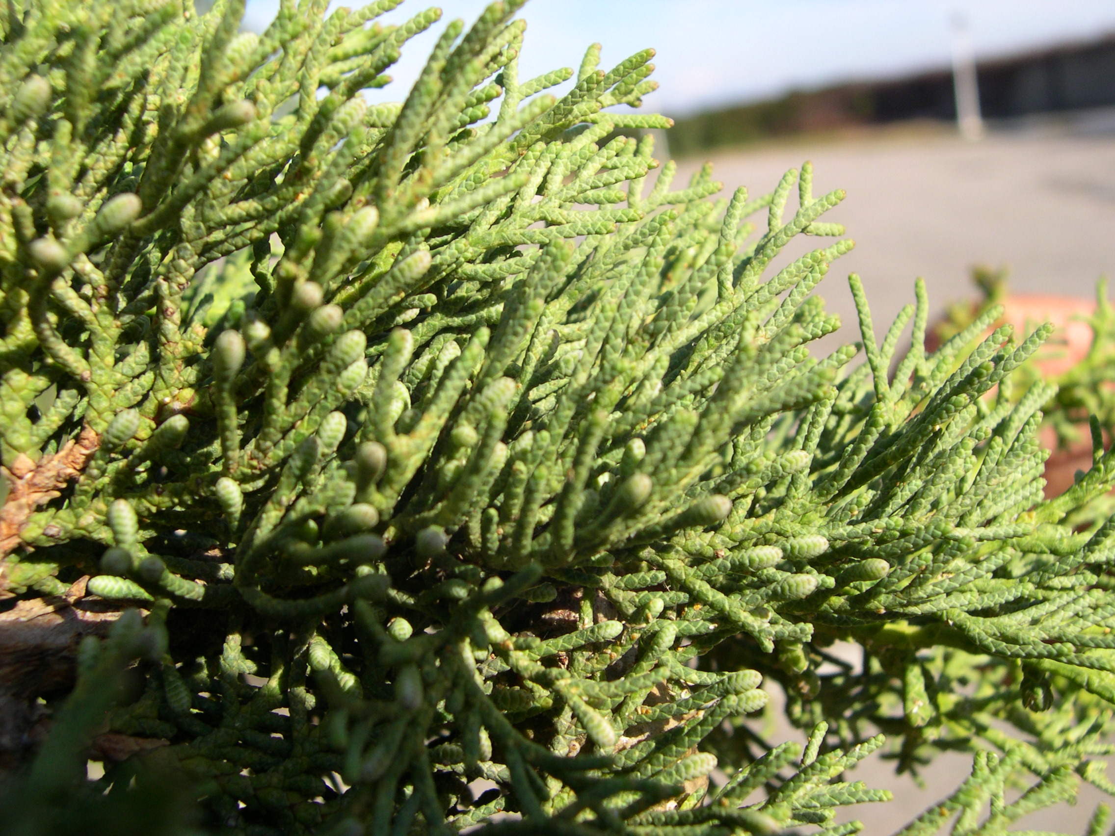 cupressus_sempervirens1md