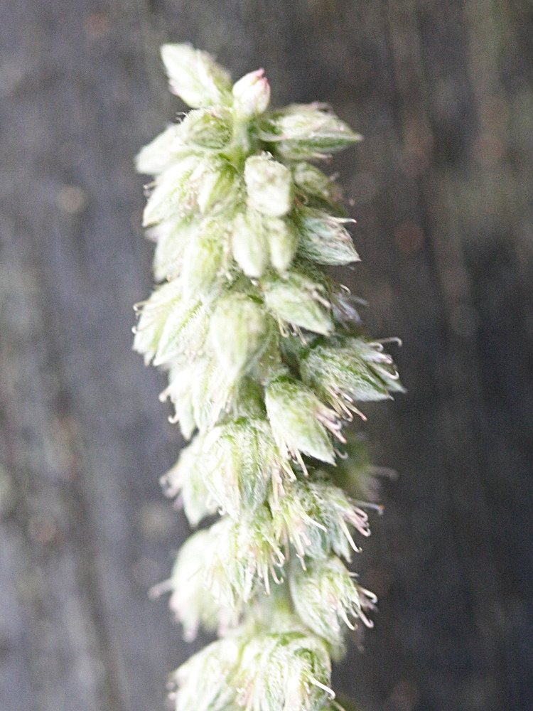 cyathula_prostrata2md