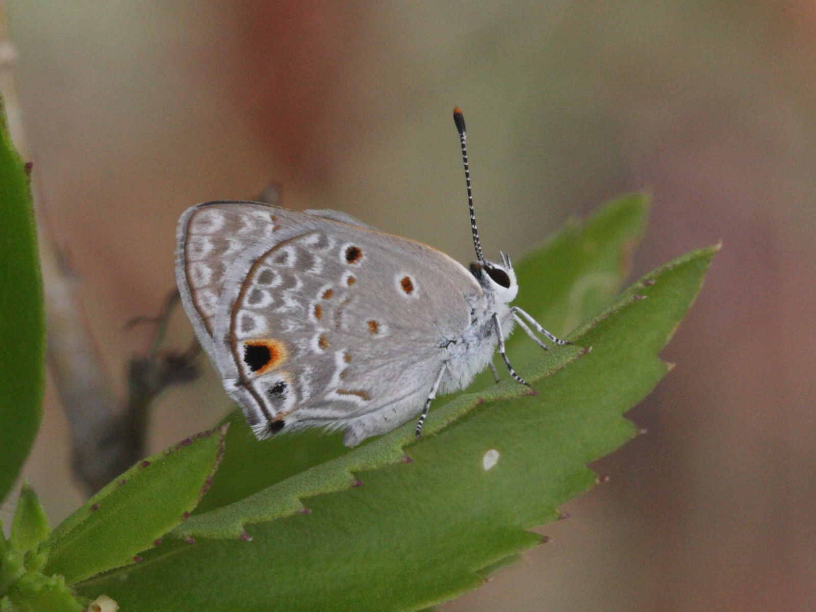 cyclargus_thomasi_woodruffi1md