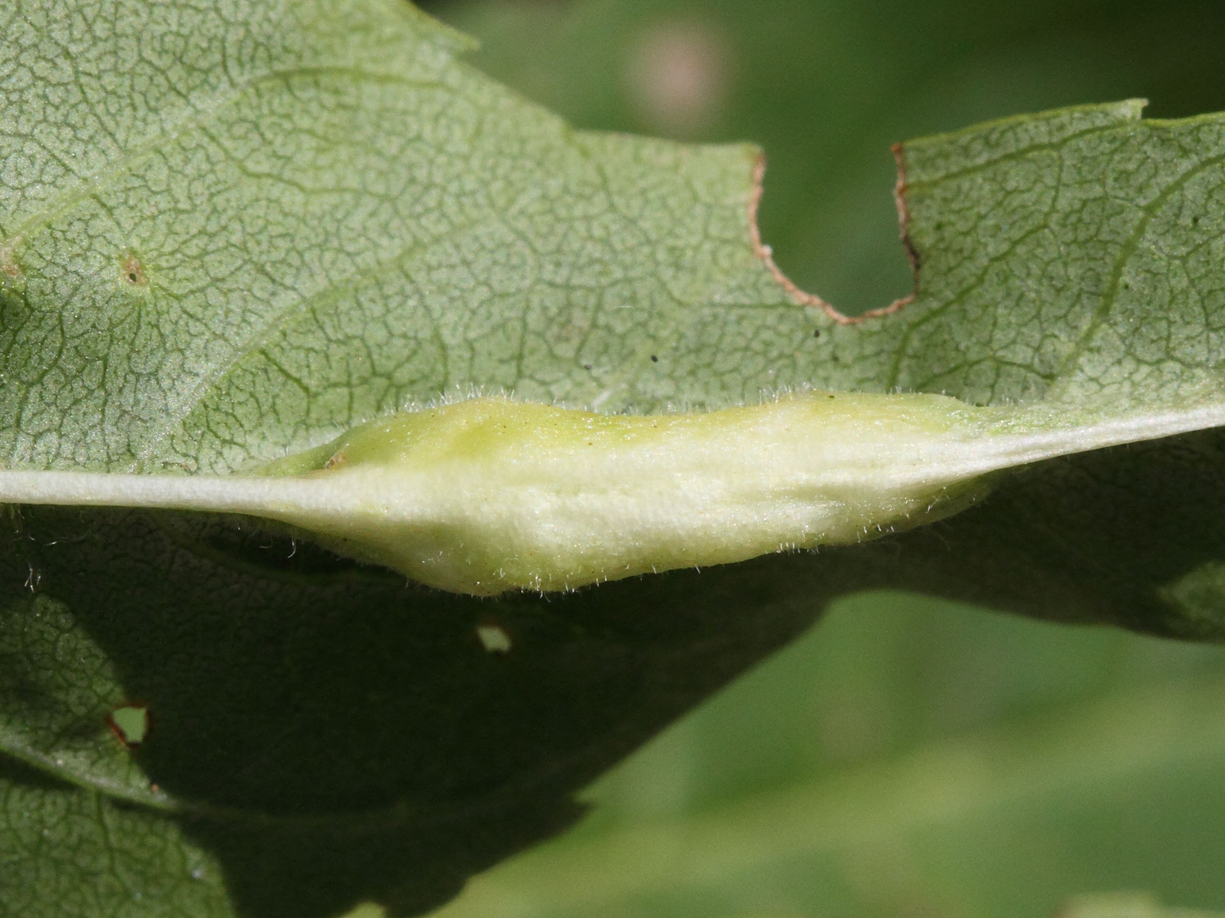 dasineura_fraxini_galle2md