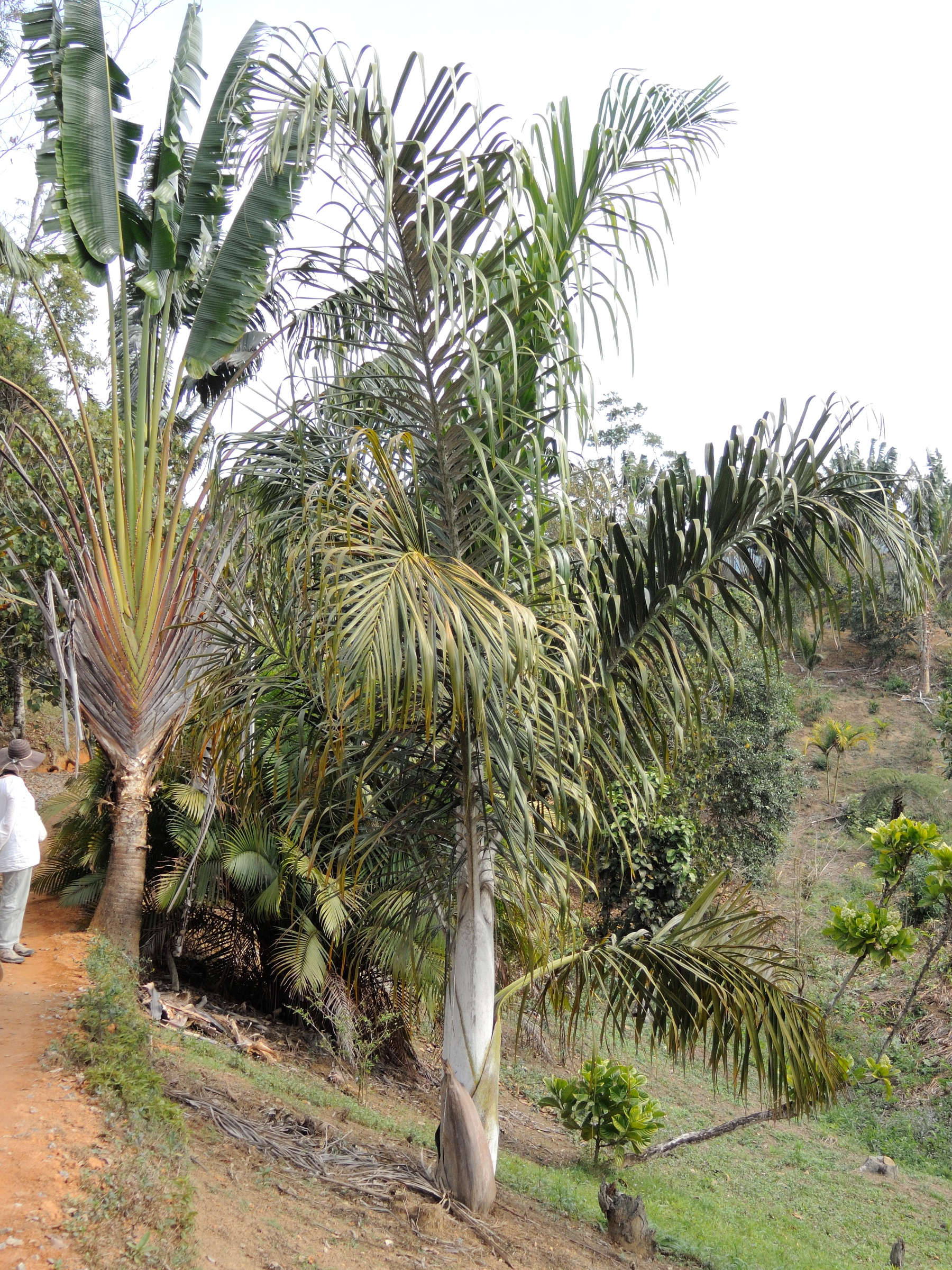 dypsis_mananjarensis1md
