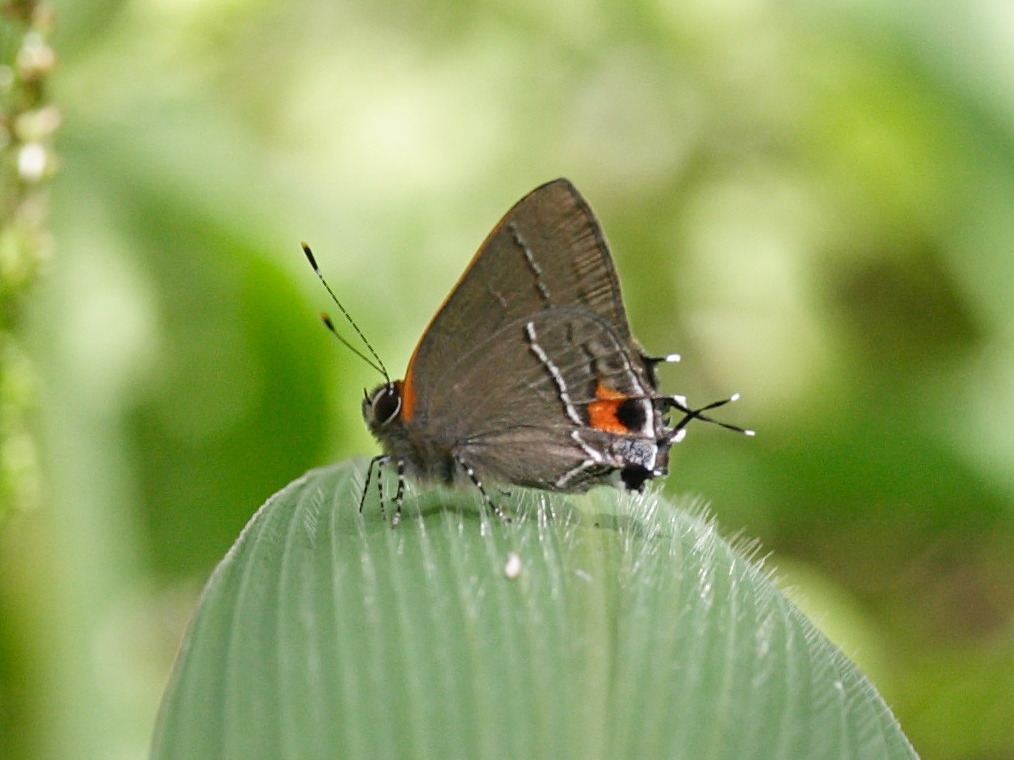 electrostrymon_angerona2md