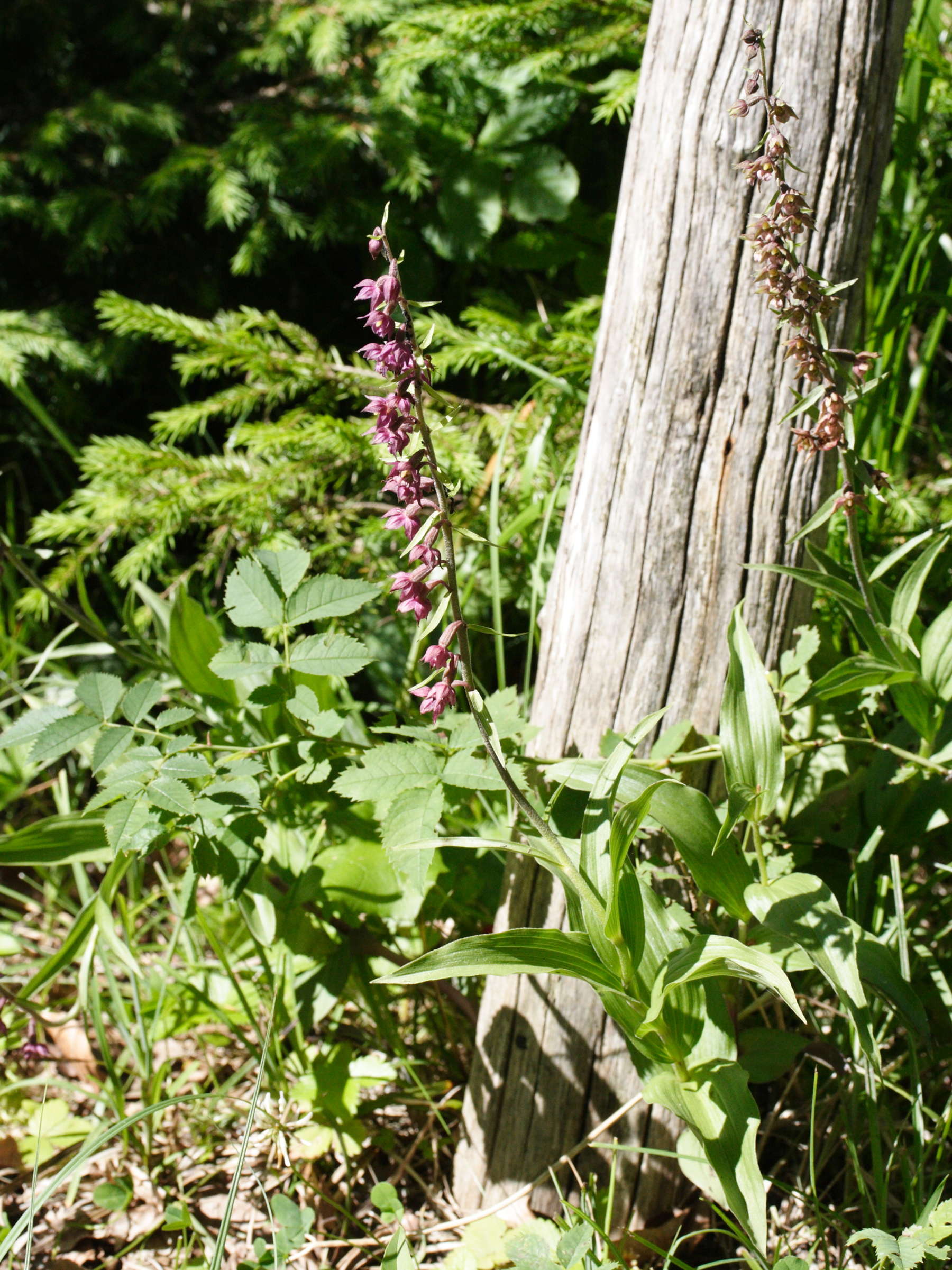 epipactis_atrorubens1md