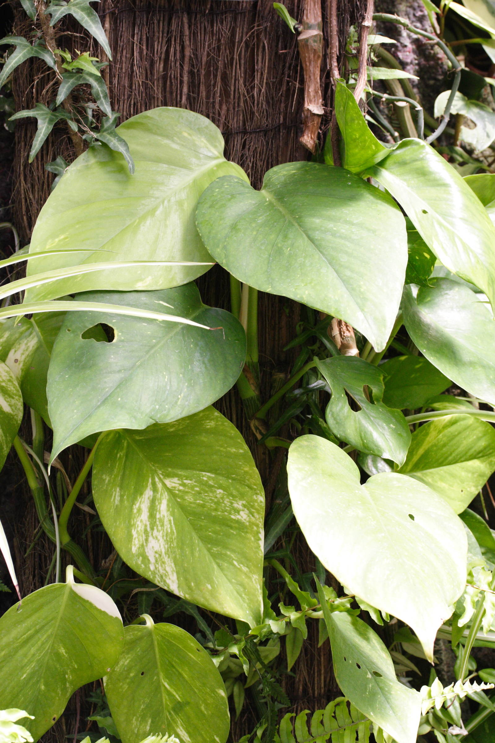 epipremnum_pinnatum2md