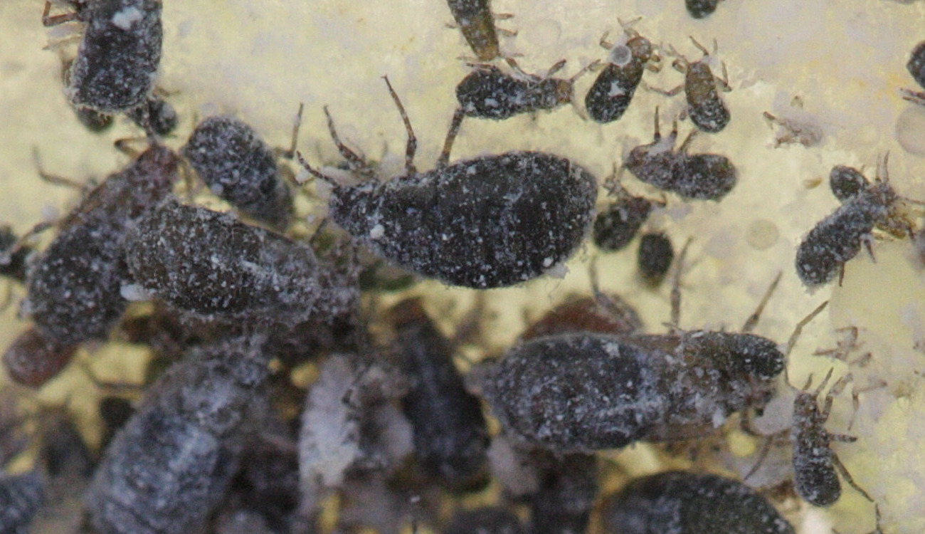 eriosoma_lanuginosum1bd