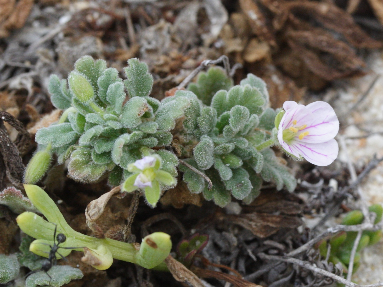 Afficher le média erodium_corsicum3md erodium_corsicum3md
