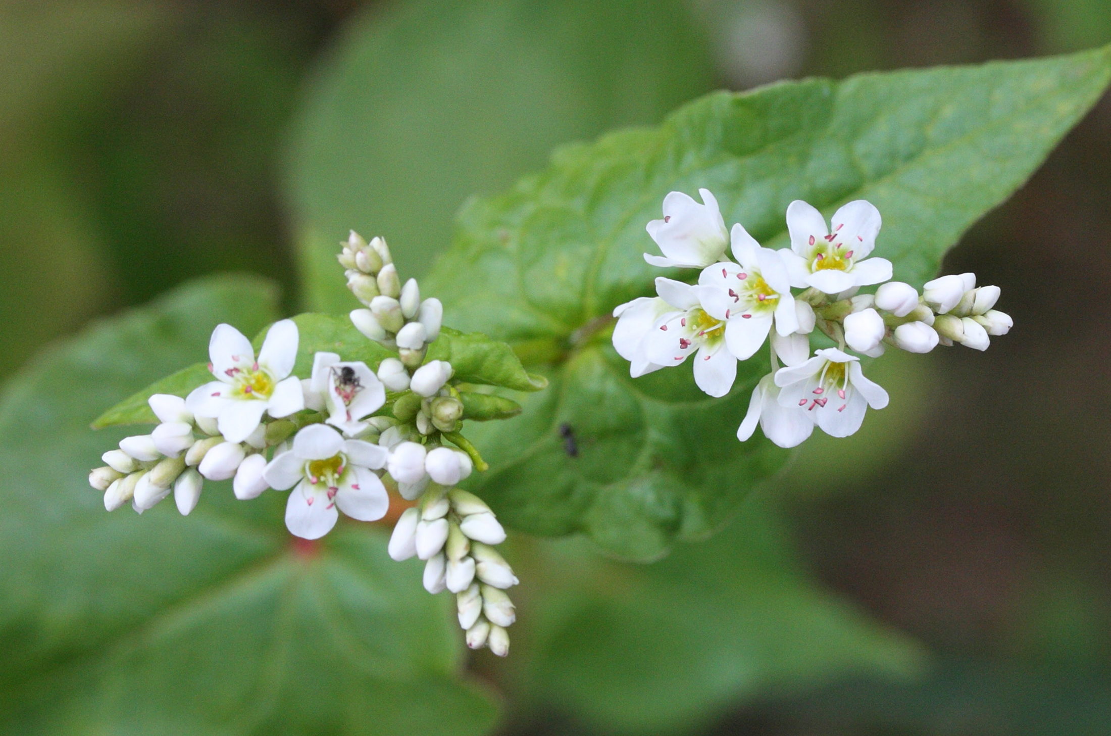 Afficher le média fagopyrum_esculentum2md fagopyrum_esculentum2md